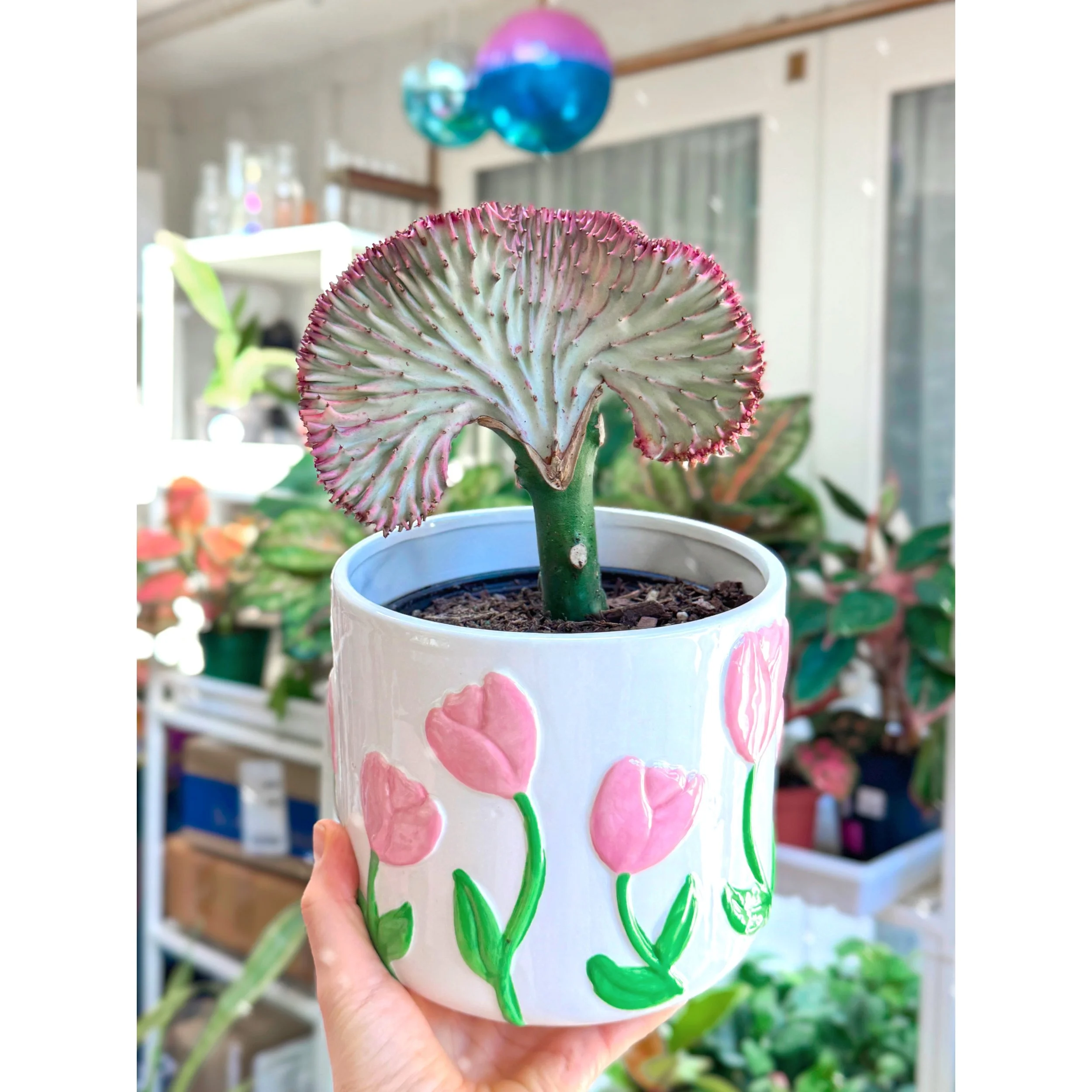 Grafted Coral Cactus 'Mermaid Tail' Pink in Tulip Pot
