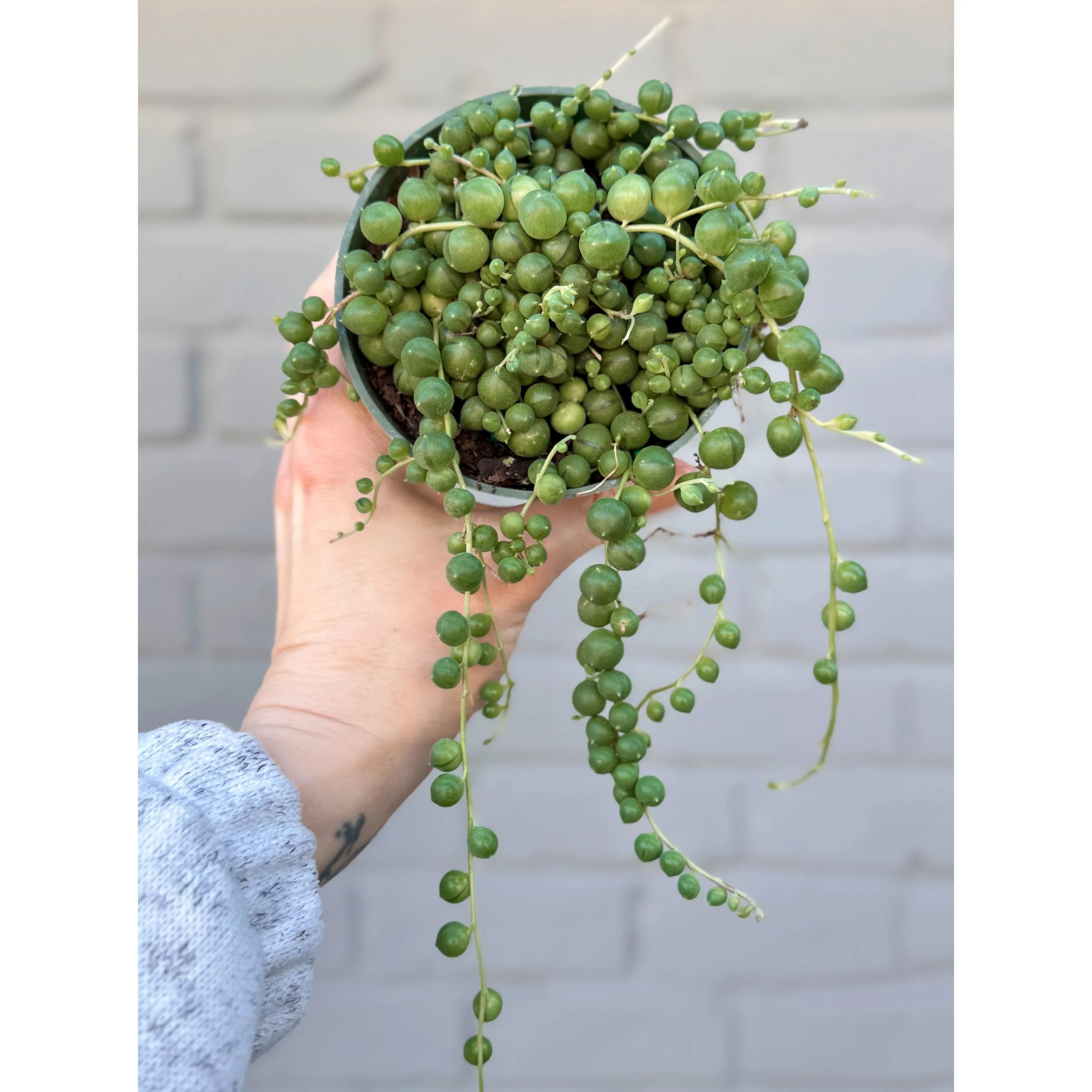 Senecio Rowleyanus 'String of Pearls'