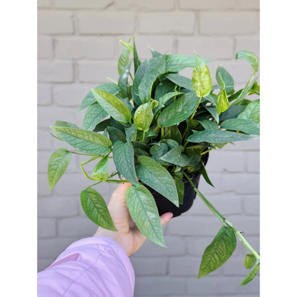 Cebu Blue Pothos 6"  Stayin' Alive Succulents