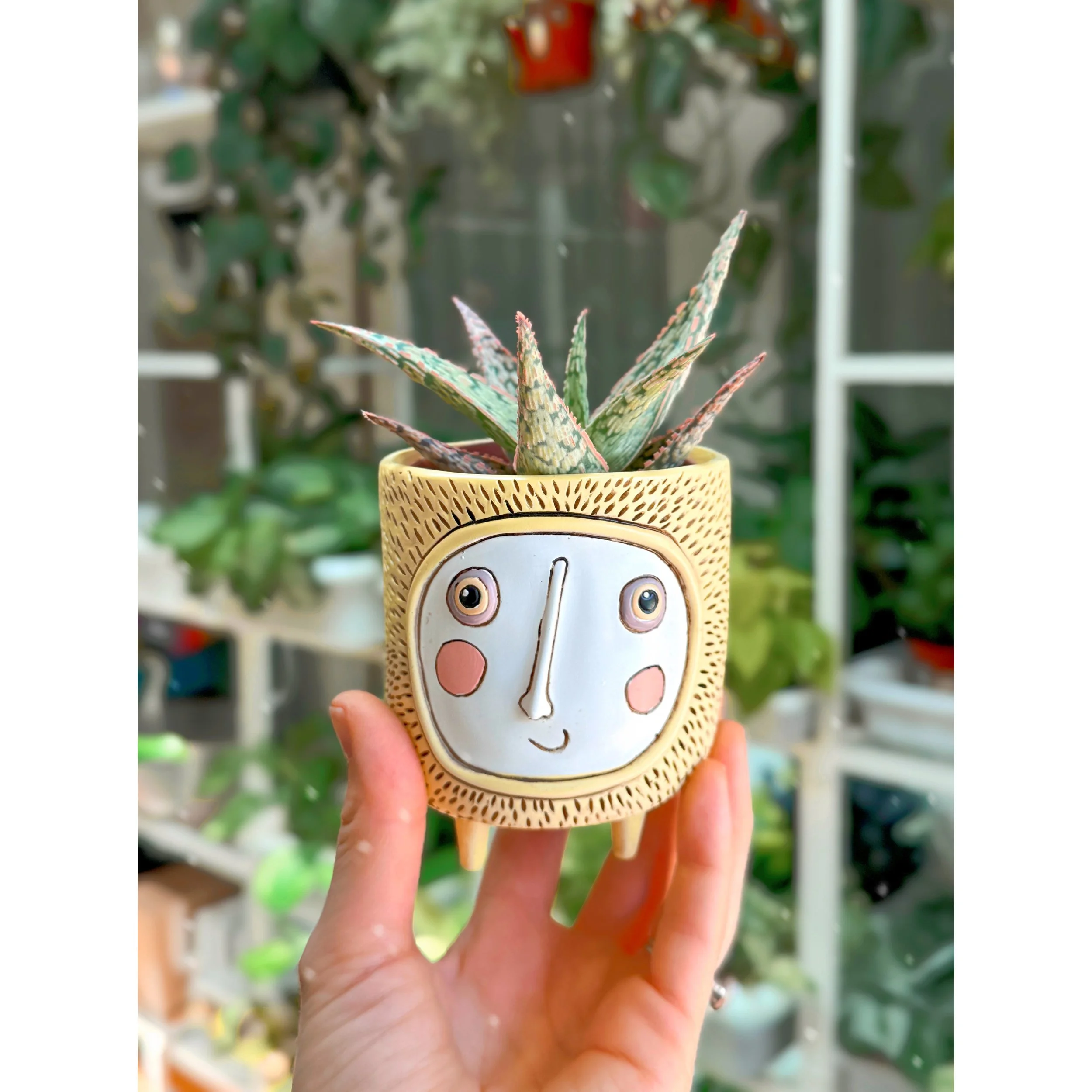 Aloe Hybrid 'Pink Blush' in Sunshine Planter