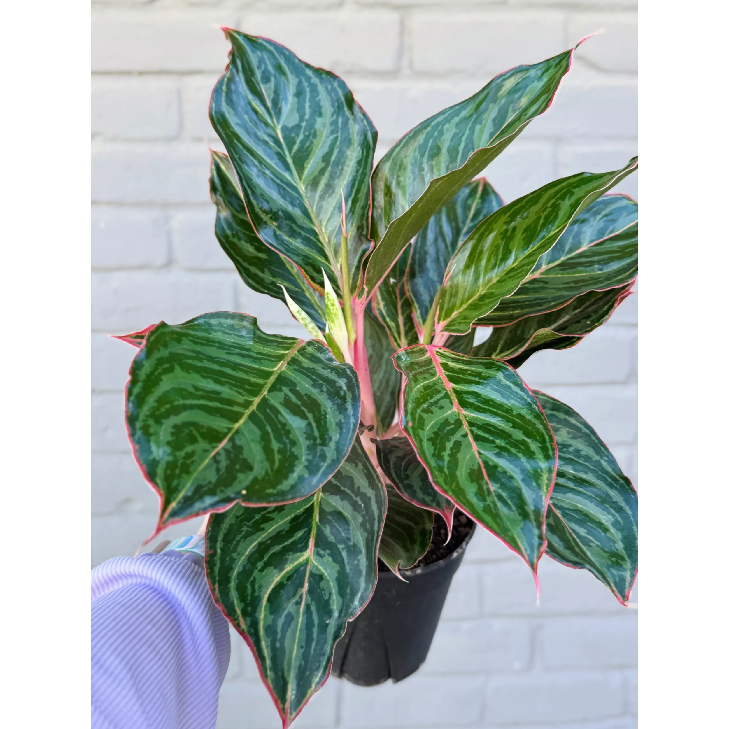 Aglaonema Hybrid ‘Moonstone’