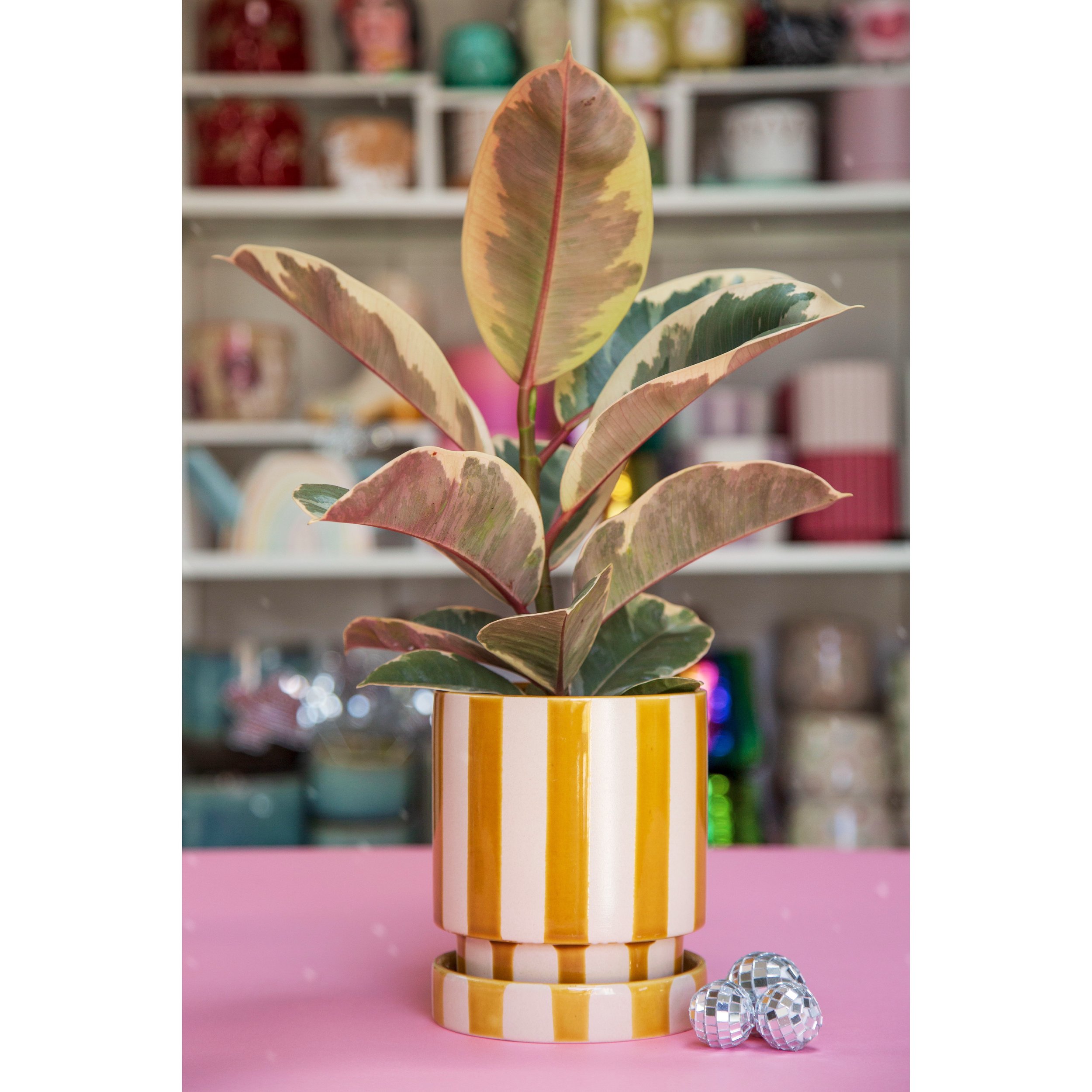 Saffron Stripe Pot with Saucer with Ficus Tineke