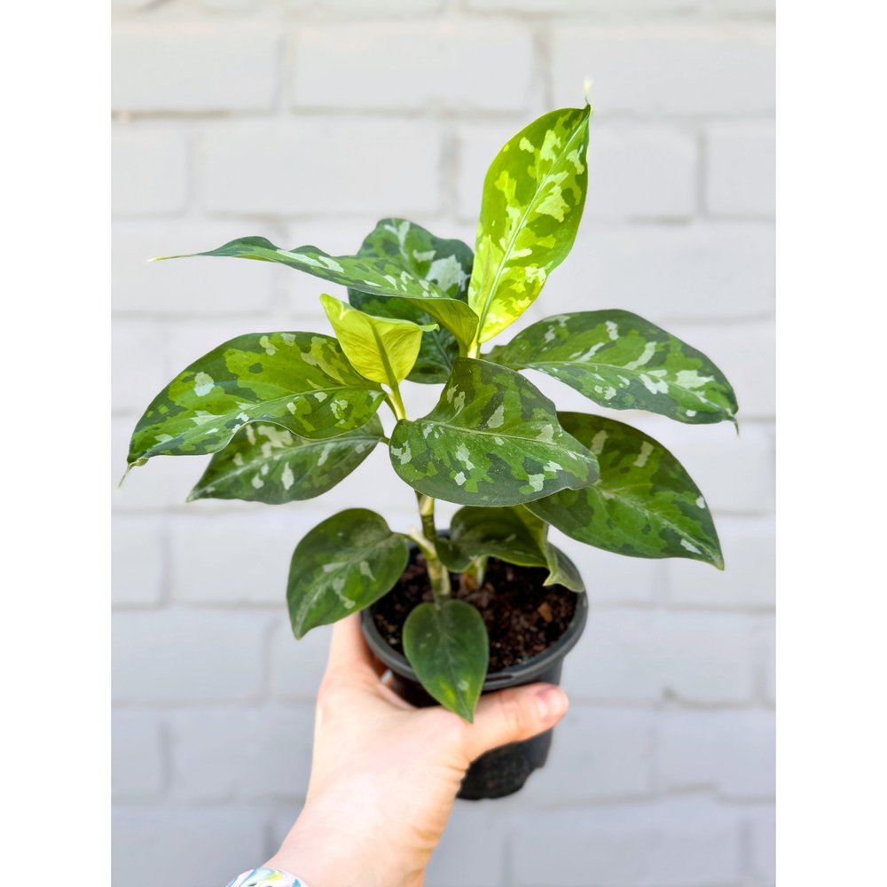 Aglaonema Pictum Tricolor 'Camo' 4” — Stayin' Alive Succulents