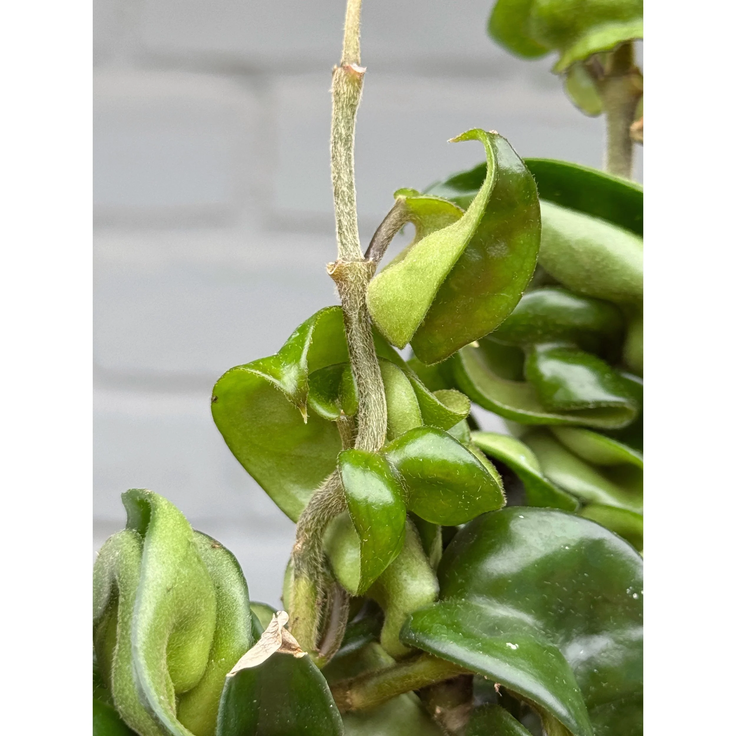 Hoya Carnosa Compacta 'Hindu Rope'