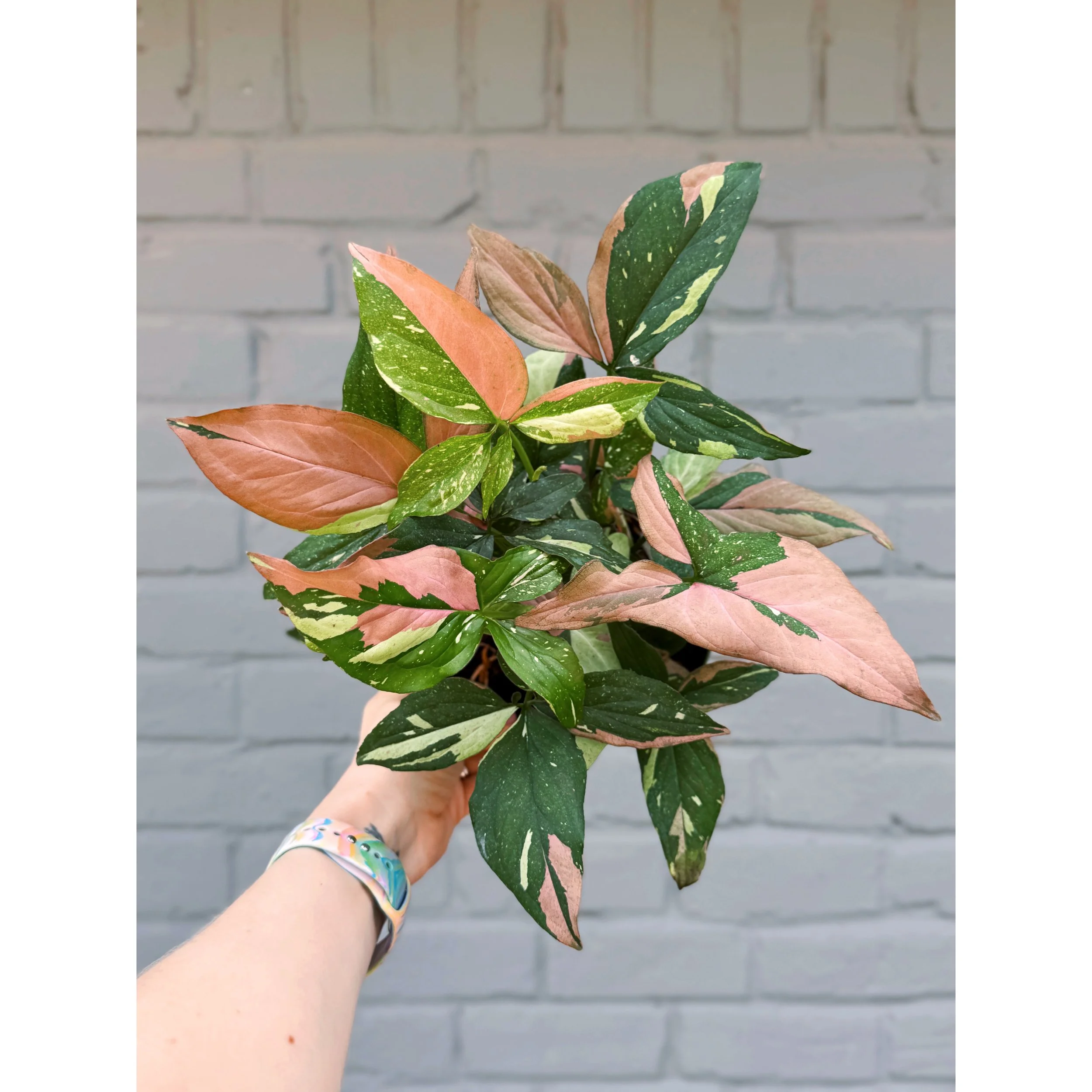 Syngonium 'Tricolor'