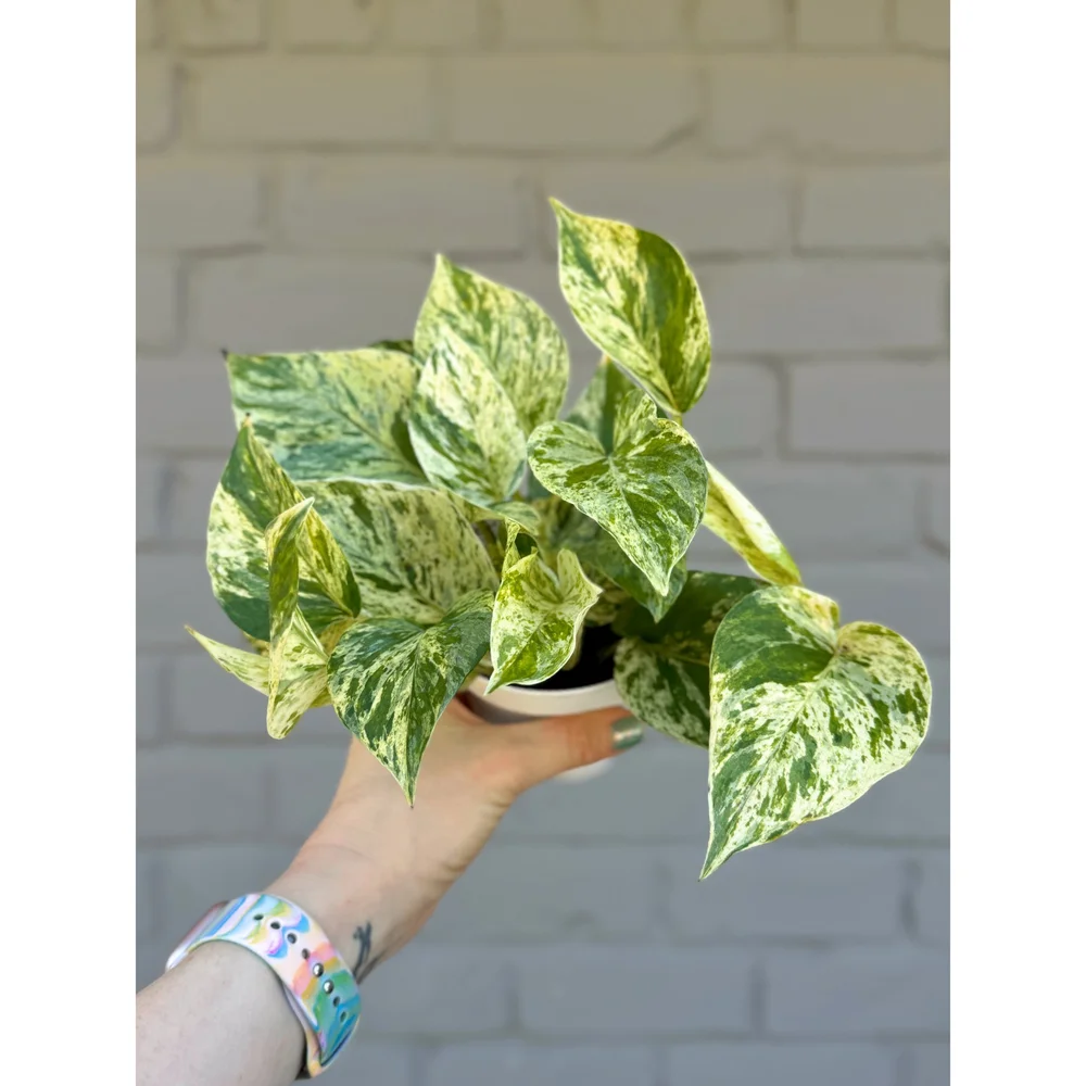 Pothos 'Snow Queen' Live Plant, 4" Pot