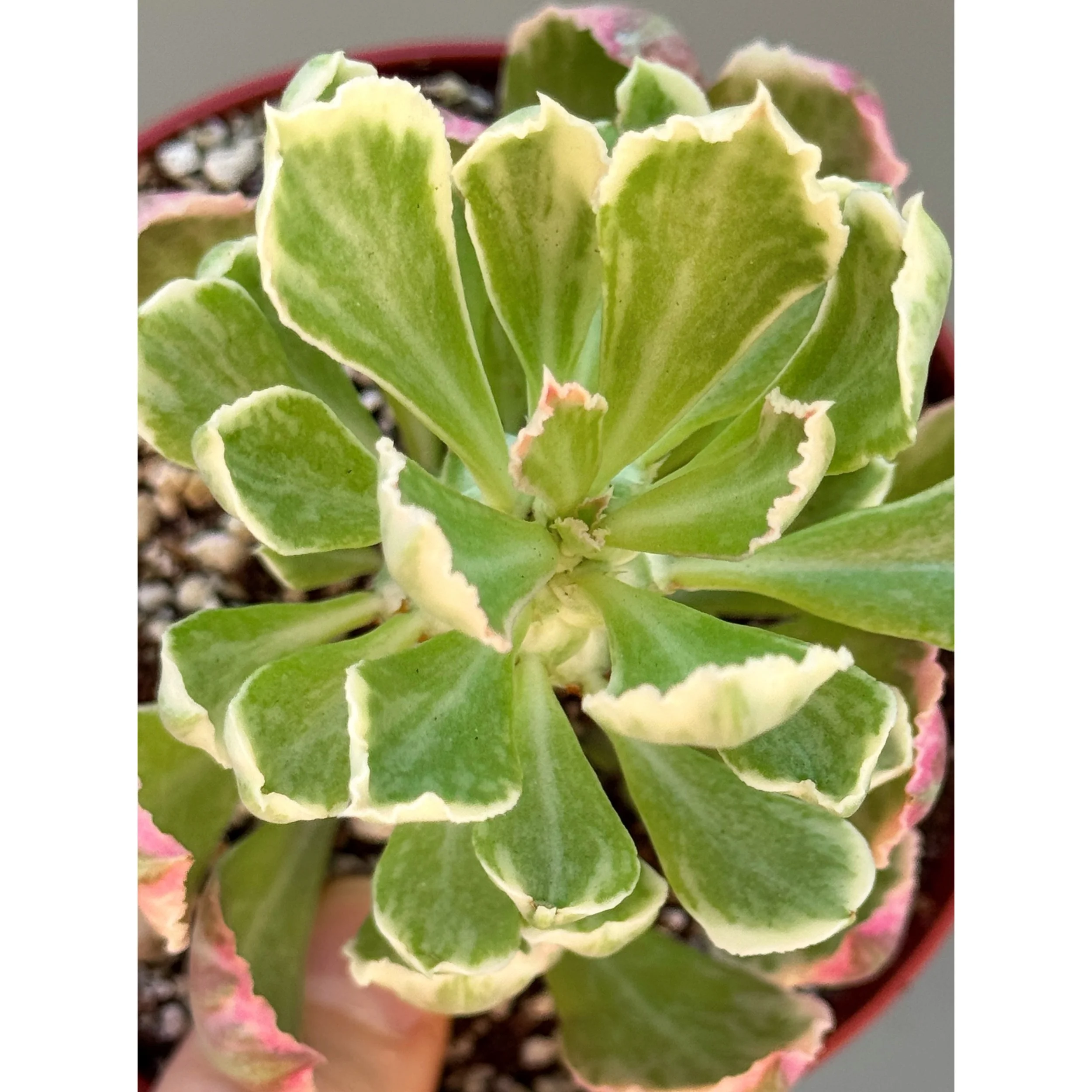 Euphorbia Variegated 'Ritchiei'