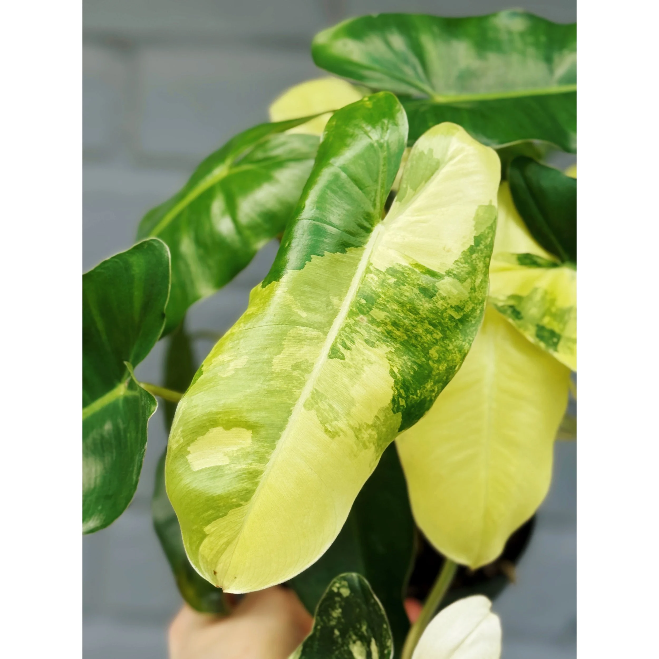 Philodendron 'Burle Marx Variegata'