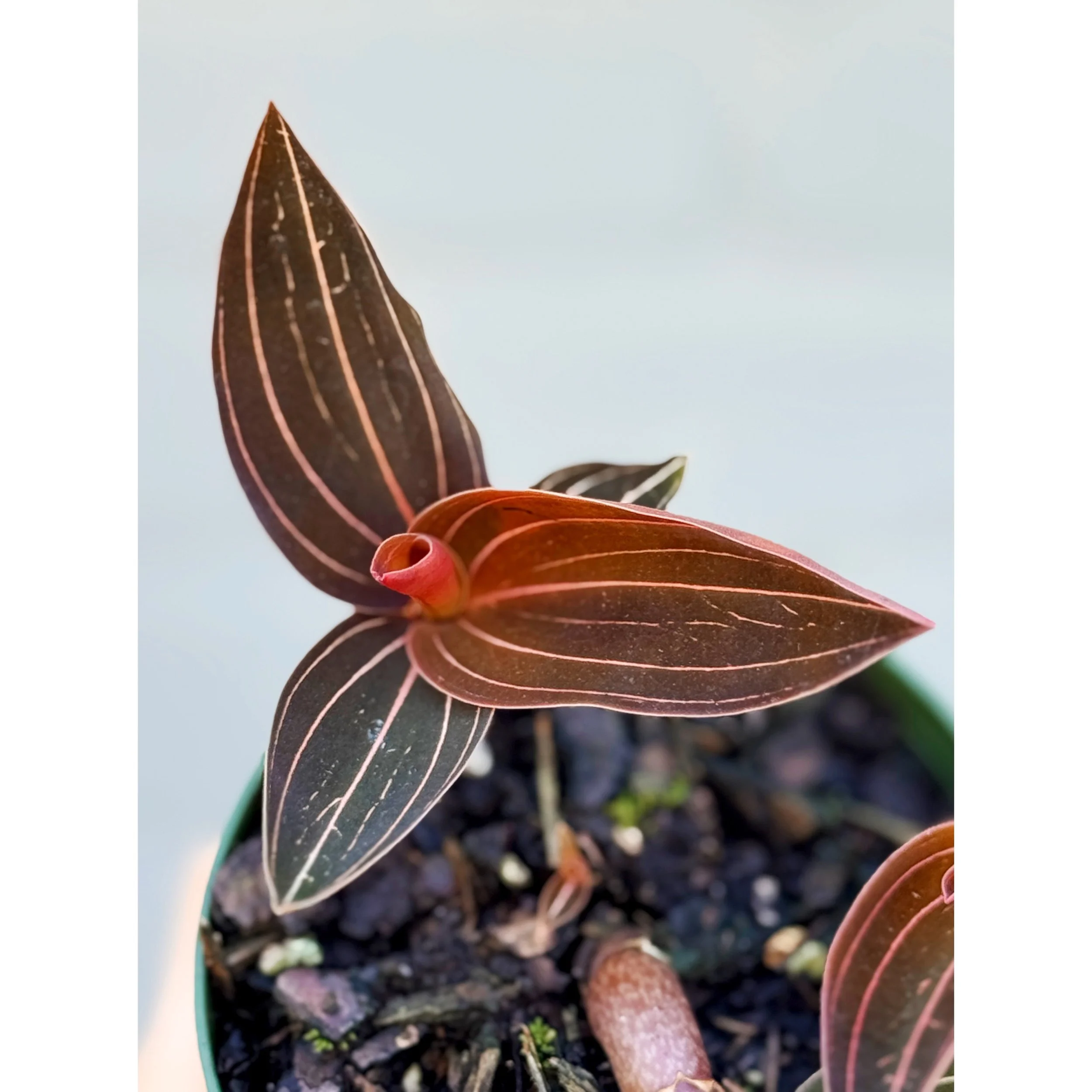 Ludisia Discolor 'Jewel Orchid'