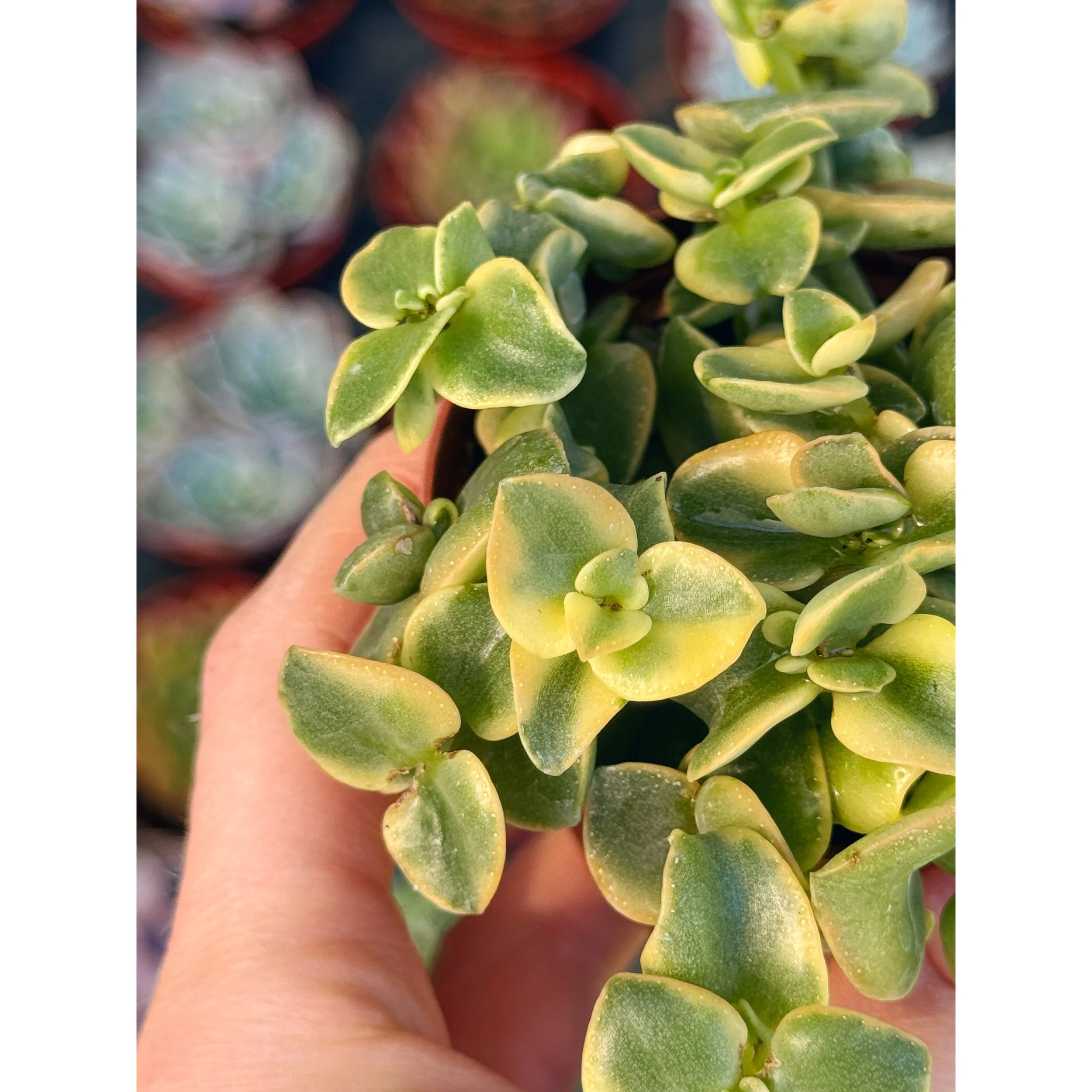 Crassula Pellucida Variegata 'Calico Kitten'