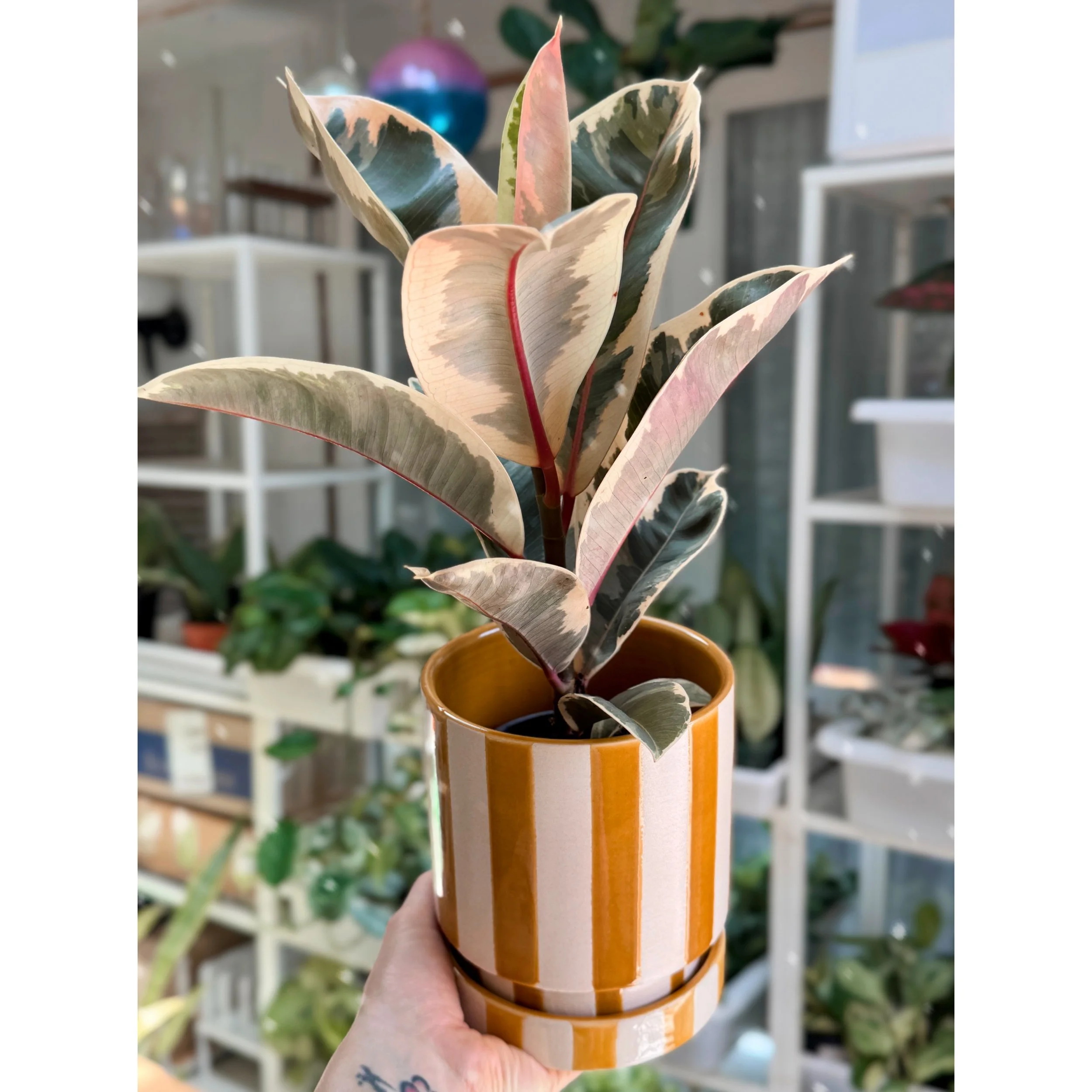 Ficus Elastica 'Tineke' Rubbertree in Saffron Stripe Pot