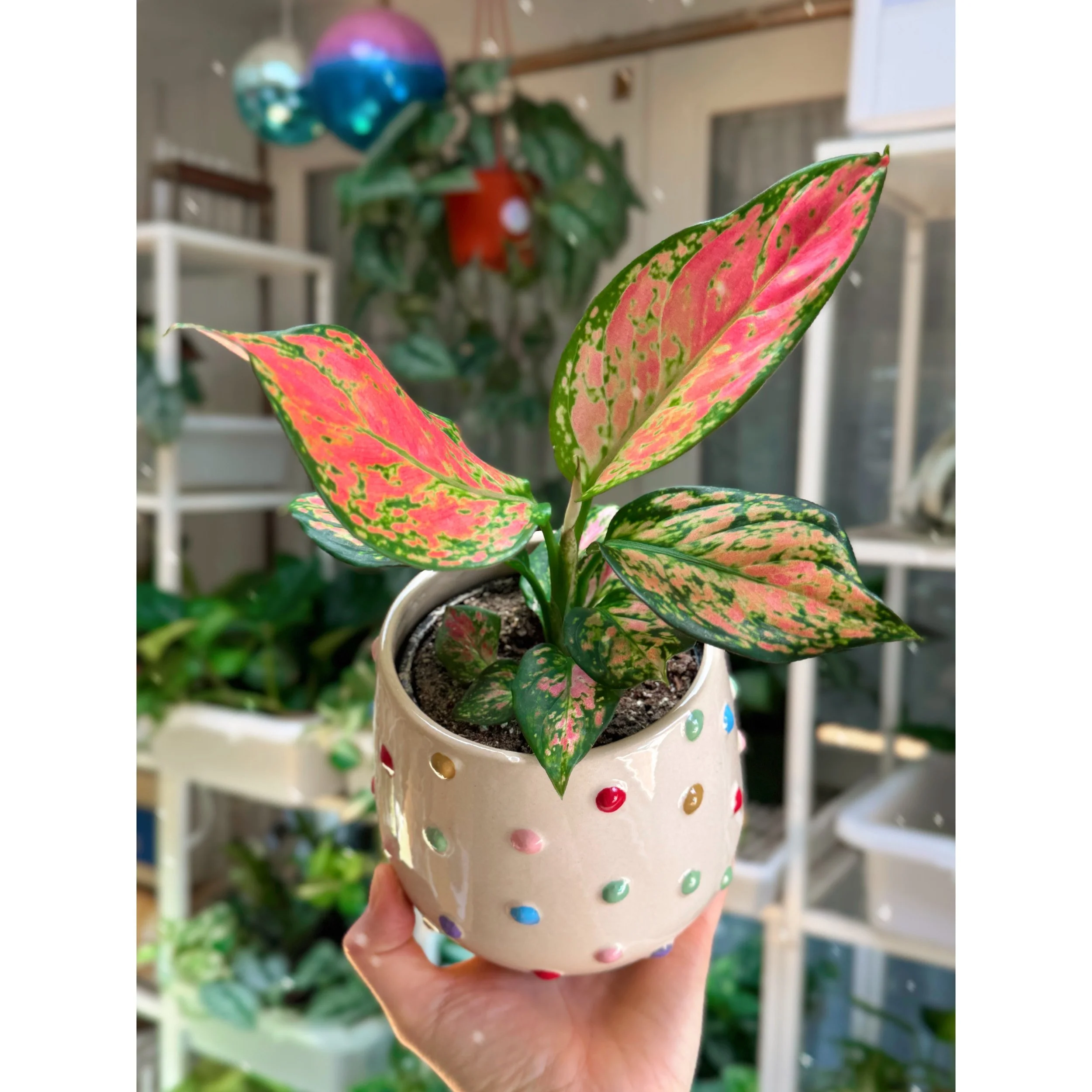 Aglaonema Lady Valentine in Rainbow Dot Pot