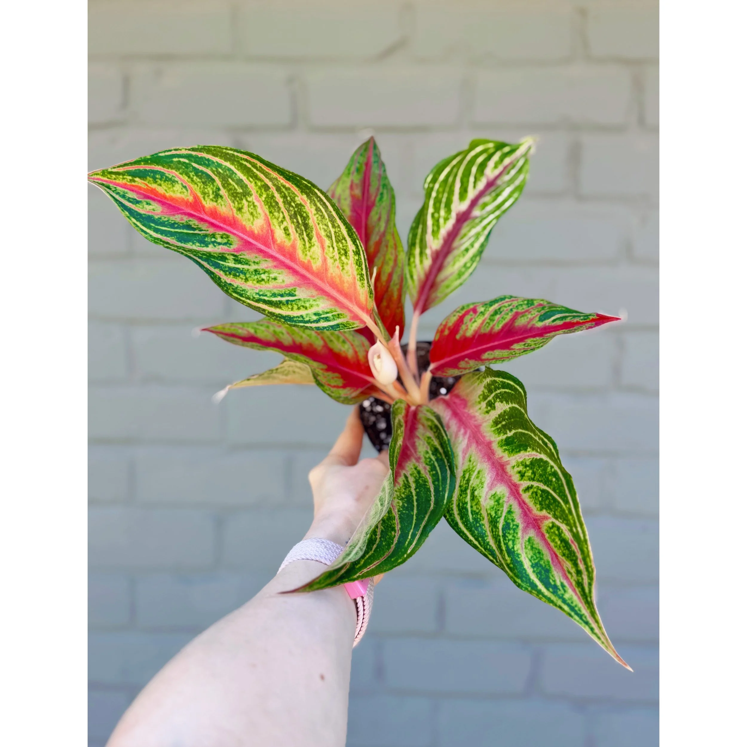 Aglaonema Hybrid 'Red Sunset' 4"