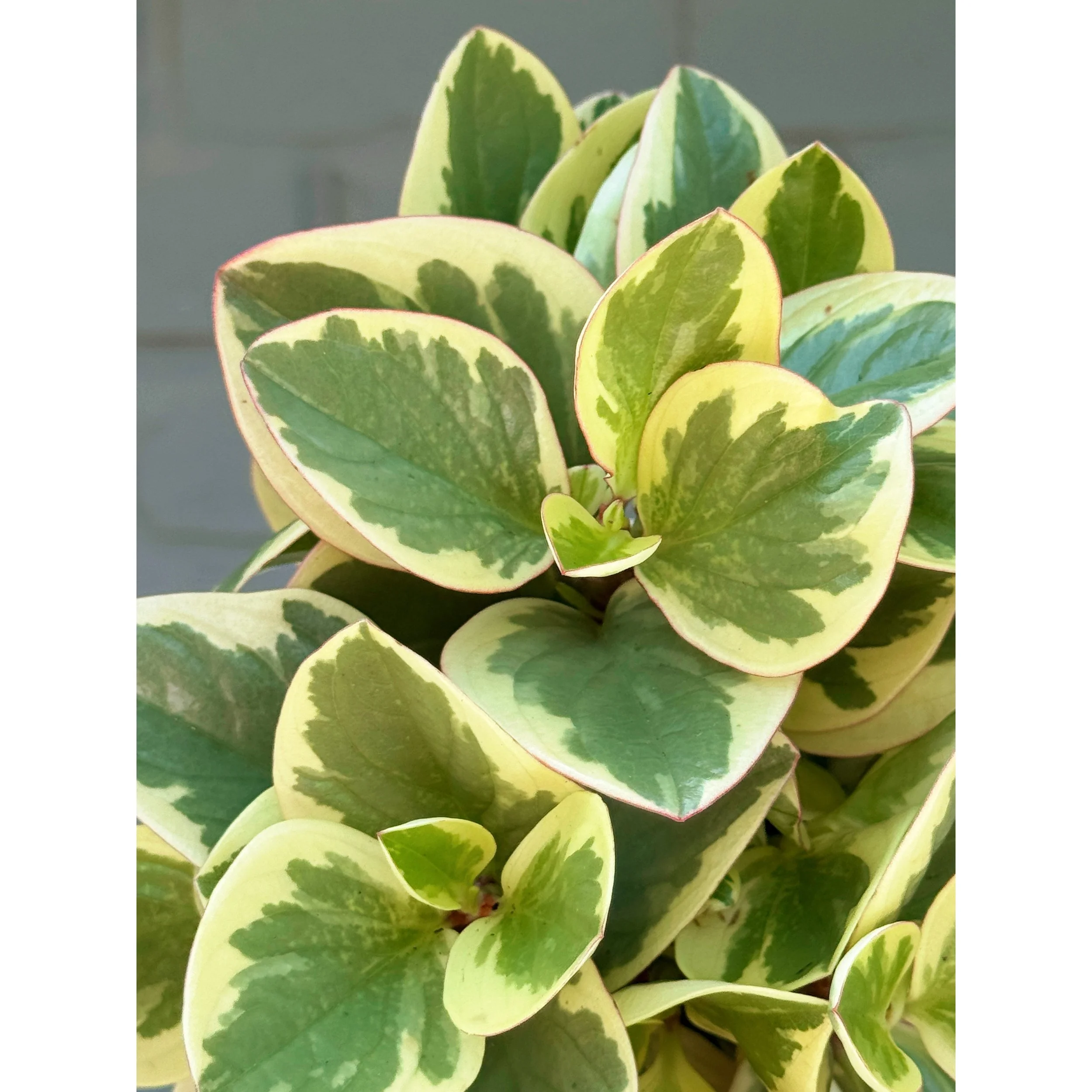 Peperomia Obtusifolia Variegata 'Baby Rubber Plant'