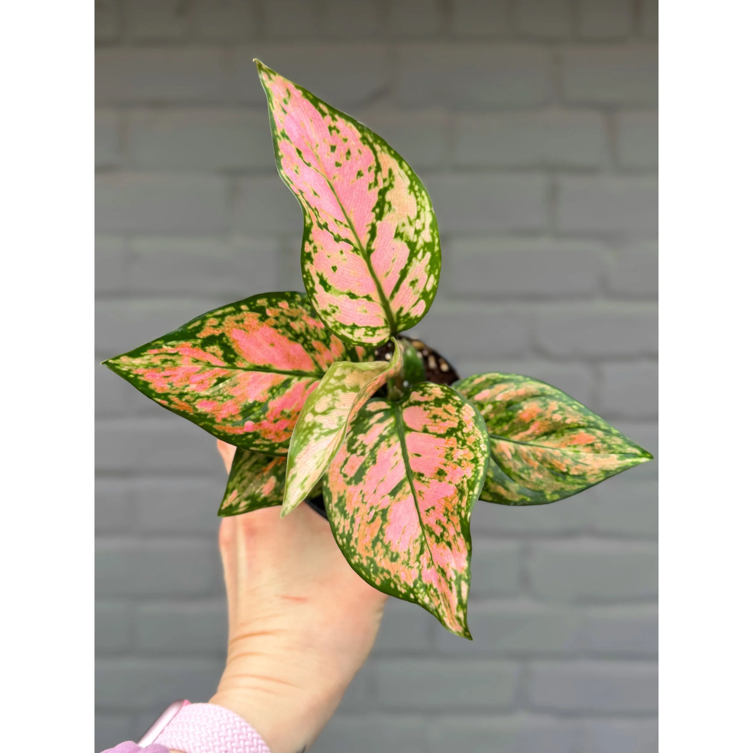 Aglaonema Pink Hybrid 'Lady Valentine' 4”