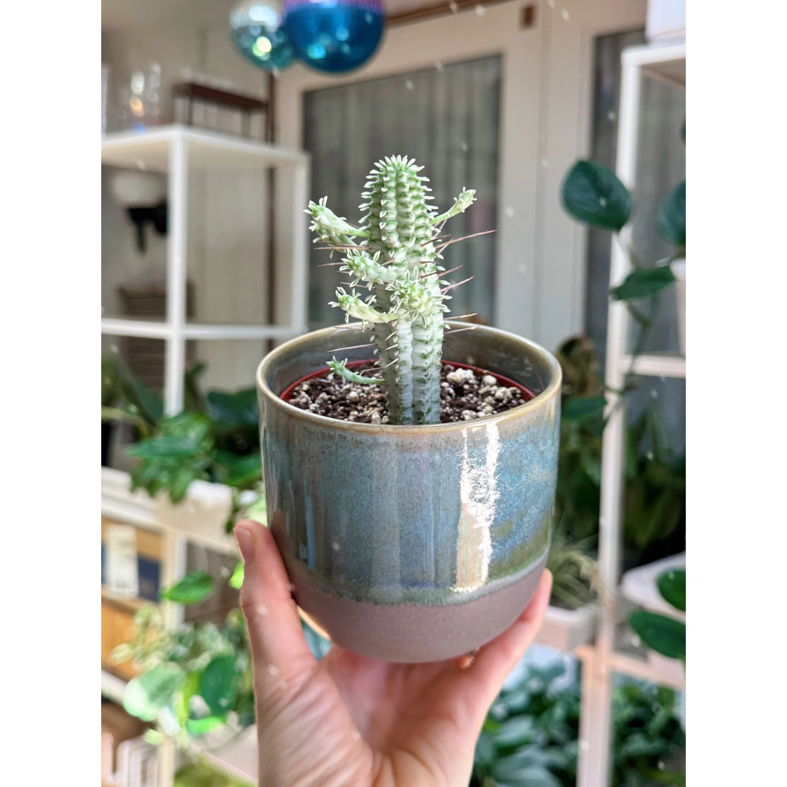 Euphorbia Mammillaris Variegata - Indian Corn Cob Cactus in Teal Glazed Pot