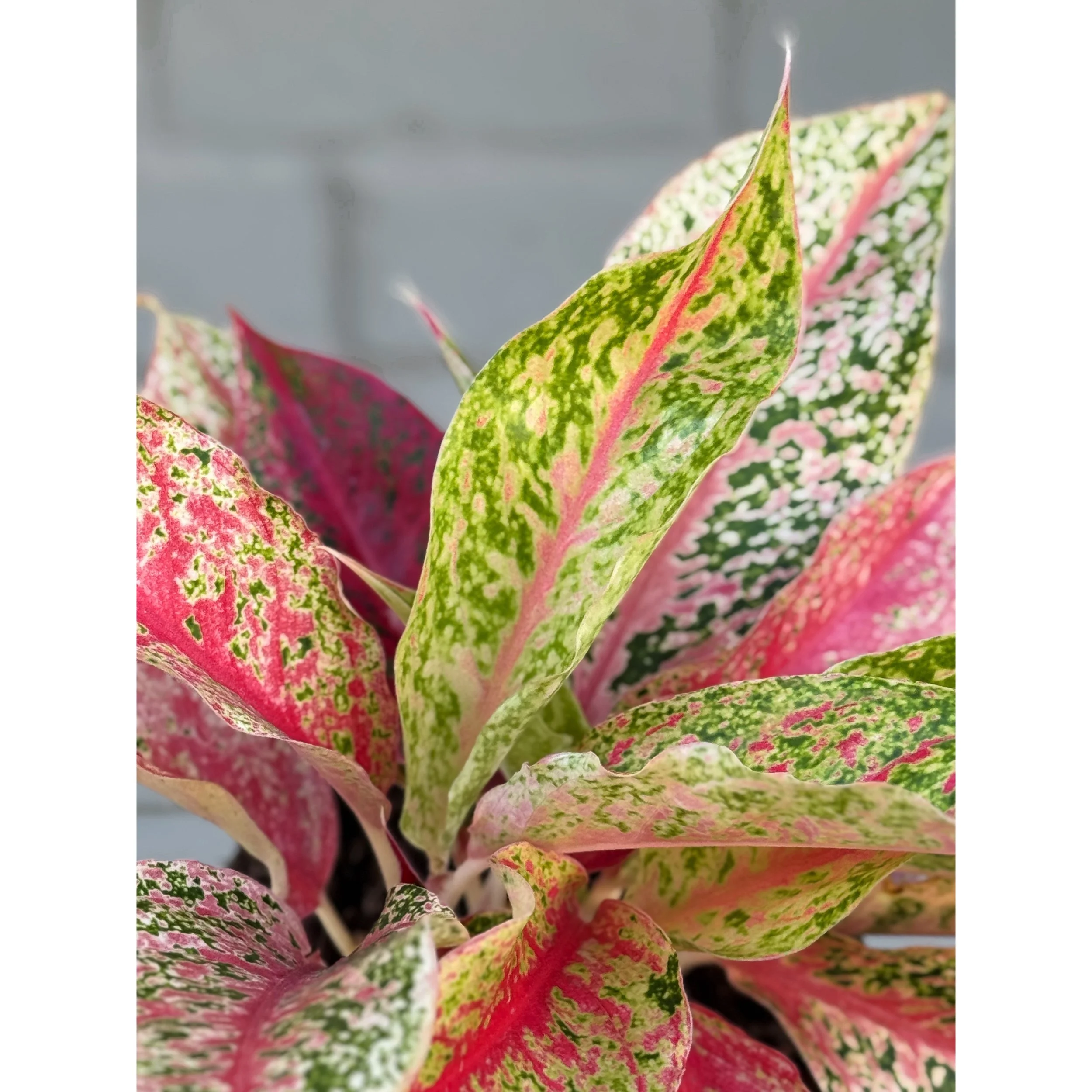 Aglaonema Hybrid 'Shining Star'