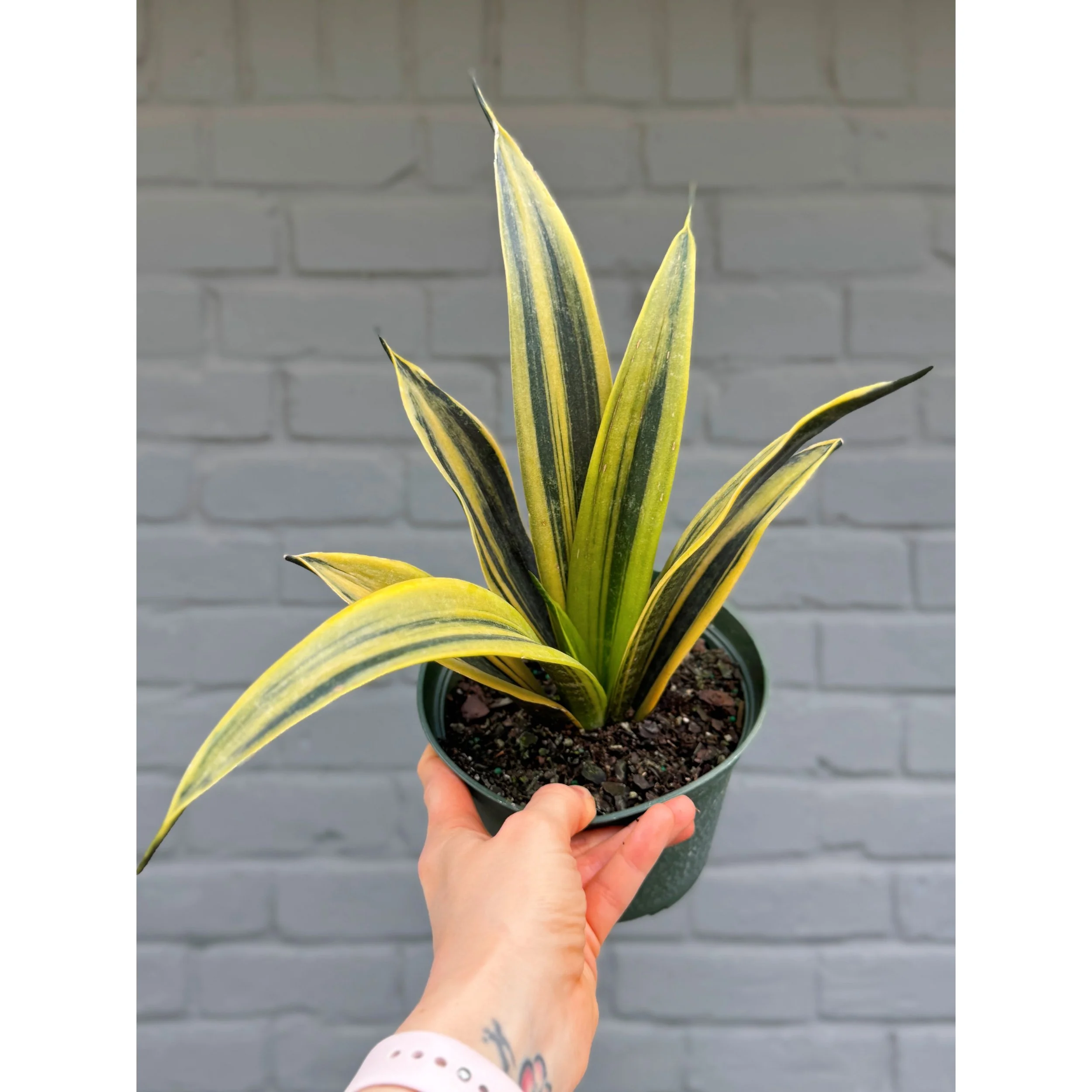 Sansevieria Trifasciata ‘Golden Flame’ 6"