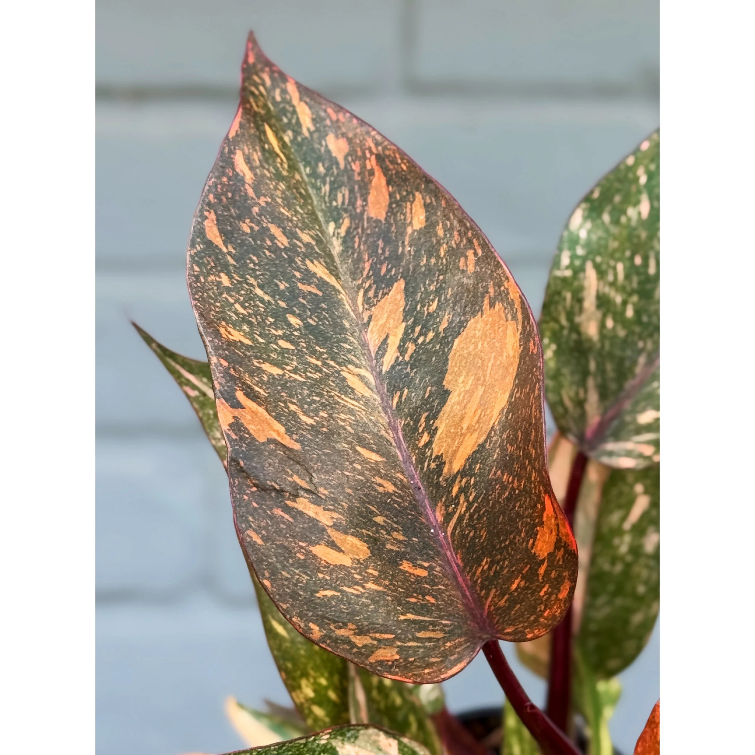 Philodendron ‘Orange Princess Galaxy’