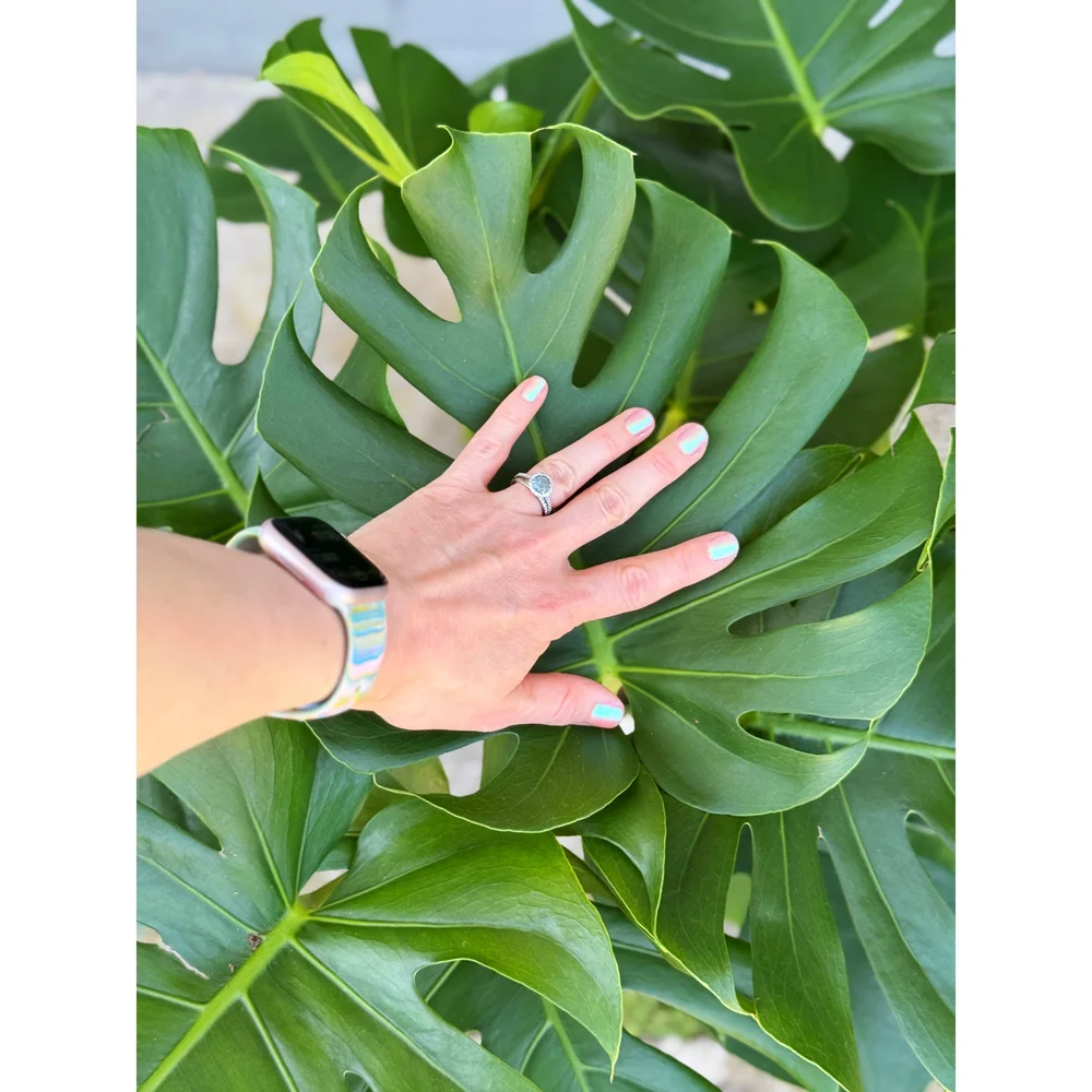 Monstera Deliciosa 8