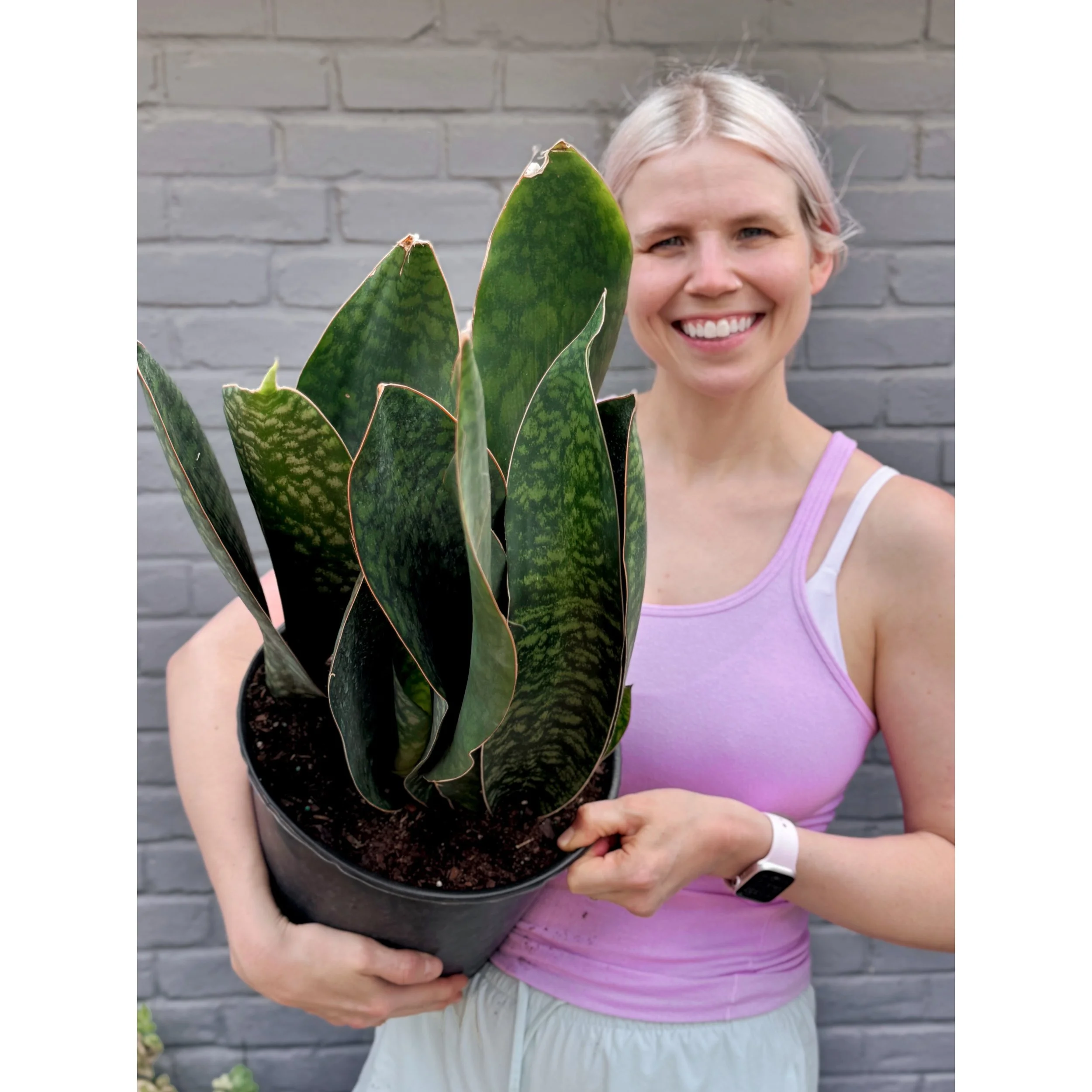 Sansevieria Masoniana 'Whale Fin'