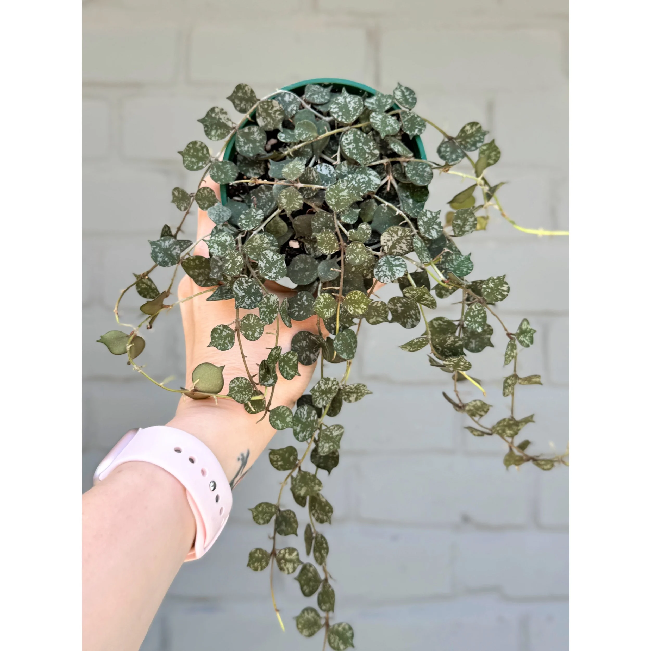 Hoya 'Curtisii' 4”
