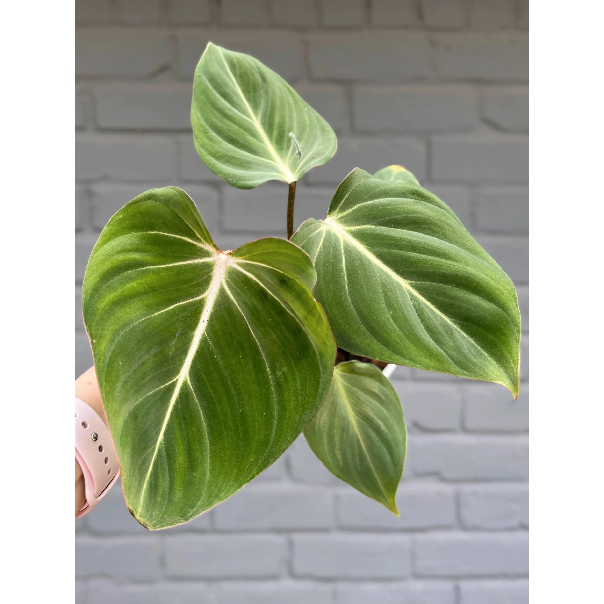 Philodendron 'Gloriosum'
