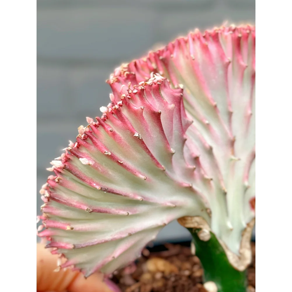 Grafted Coral Cactus 'Mermaid Tail' PINK 6"  Stayin' Alive Succulents