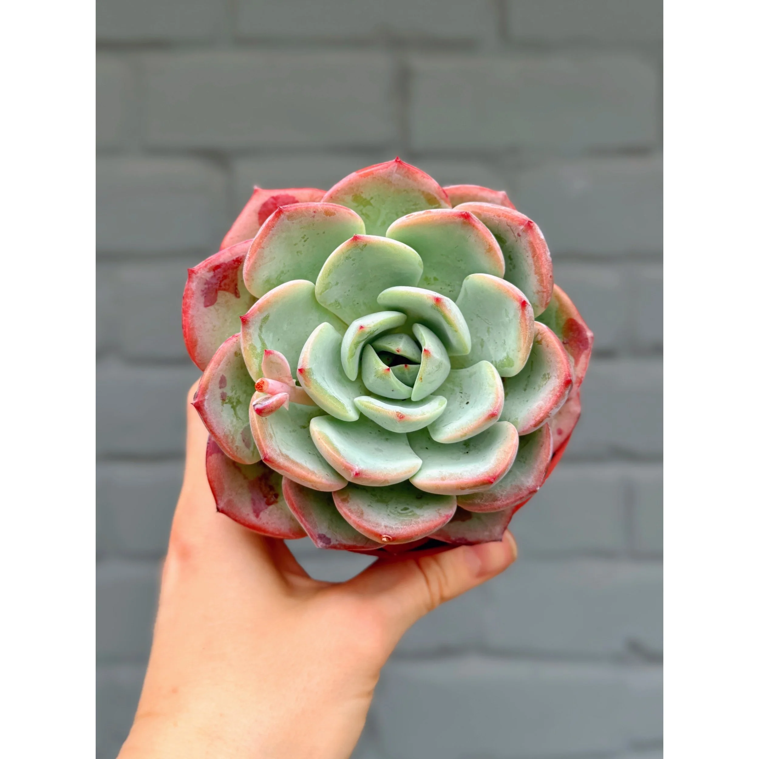 Echeveria 'Salmon' 4"