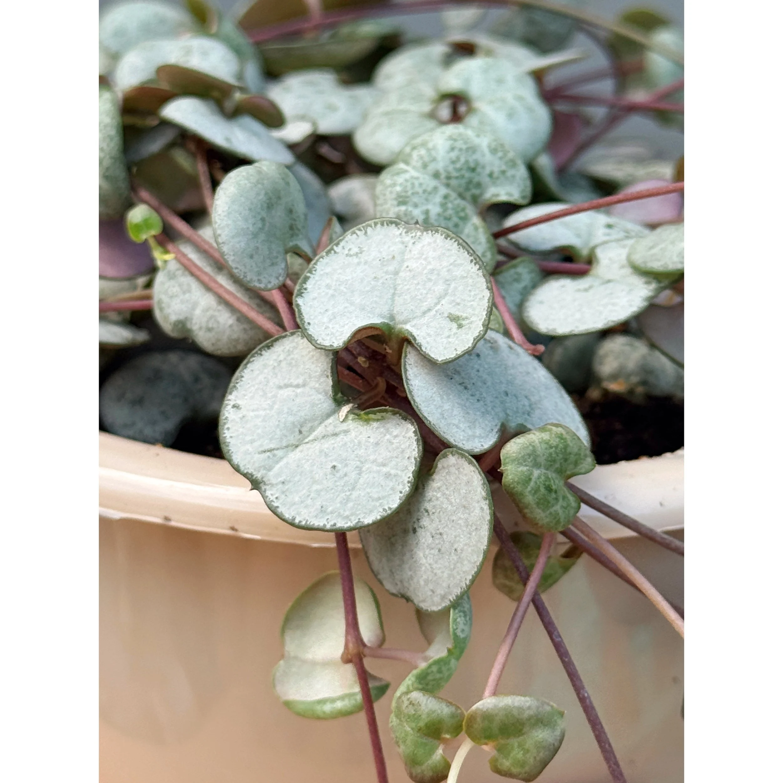 Ceropegia Woodii 'Silver Glory' String of Hearts