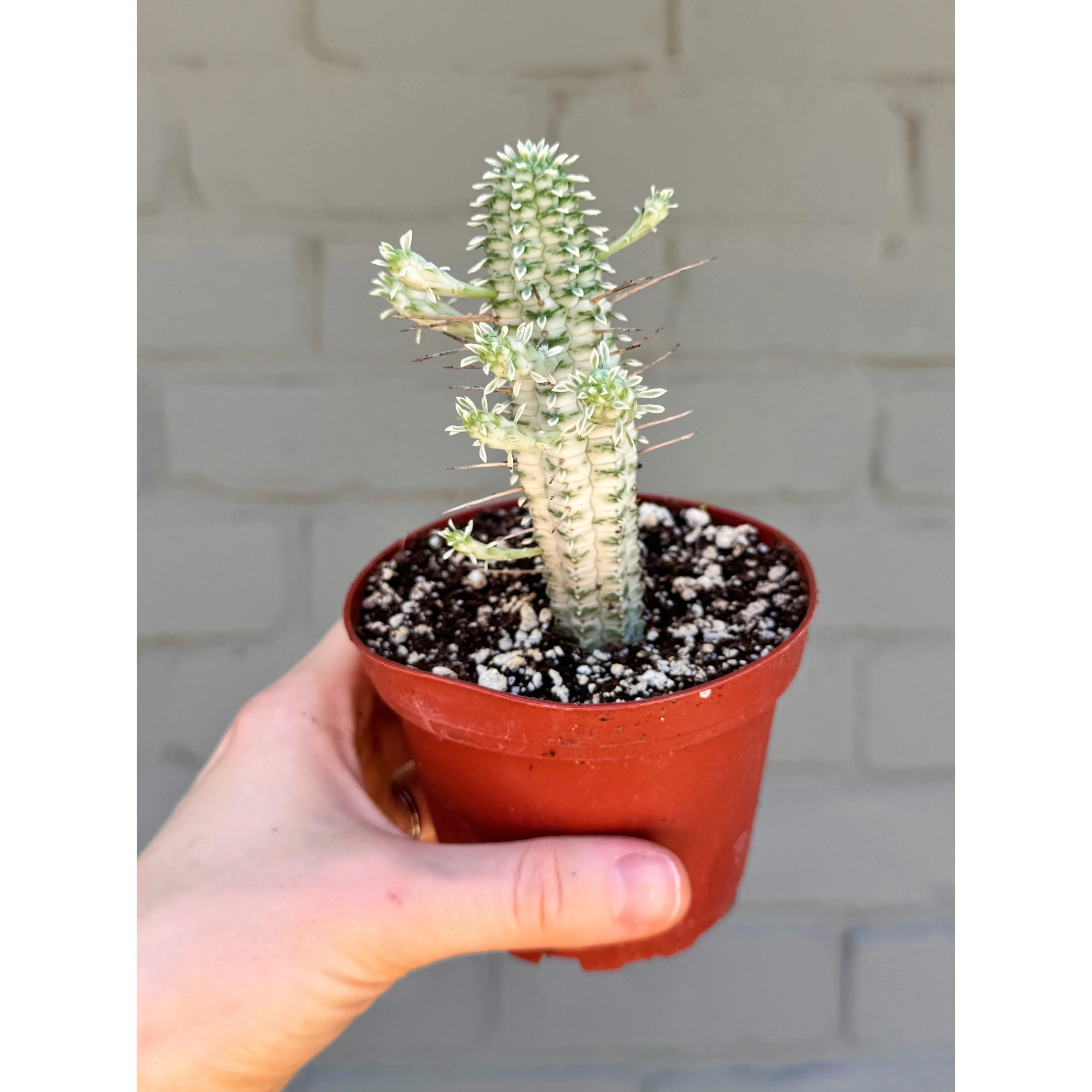 Euphorbia Mammillaris Variegata - Indian Corn Cob Cactus 4"