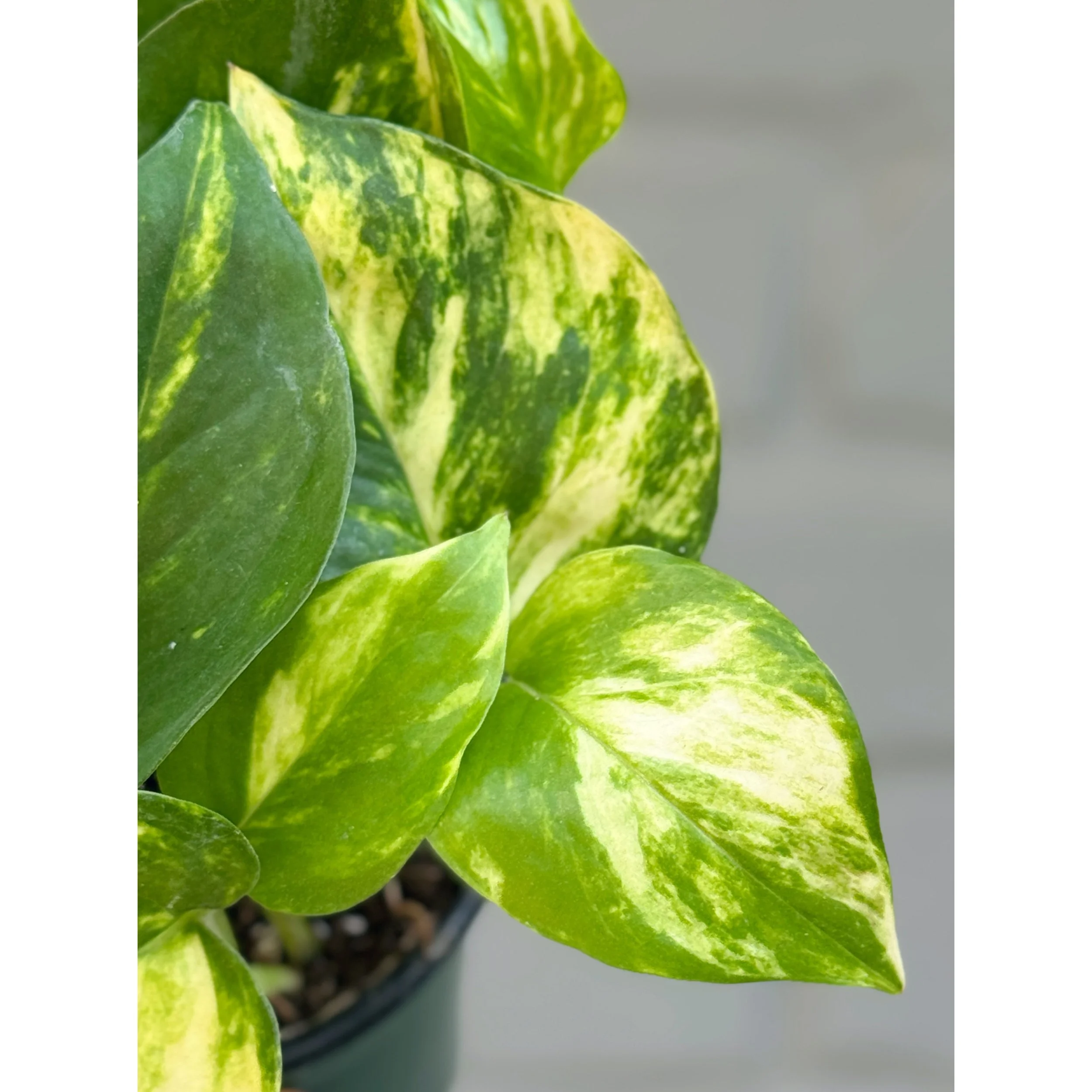 Epipremnum Aureum 'Churchill' Pothos