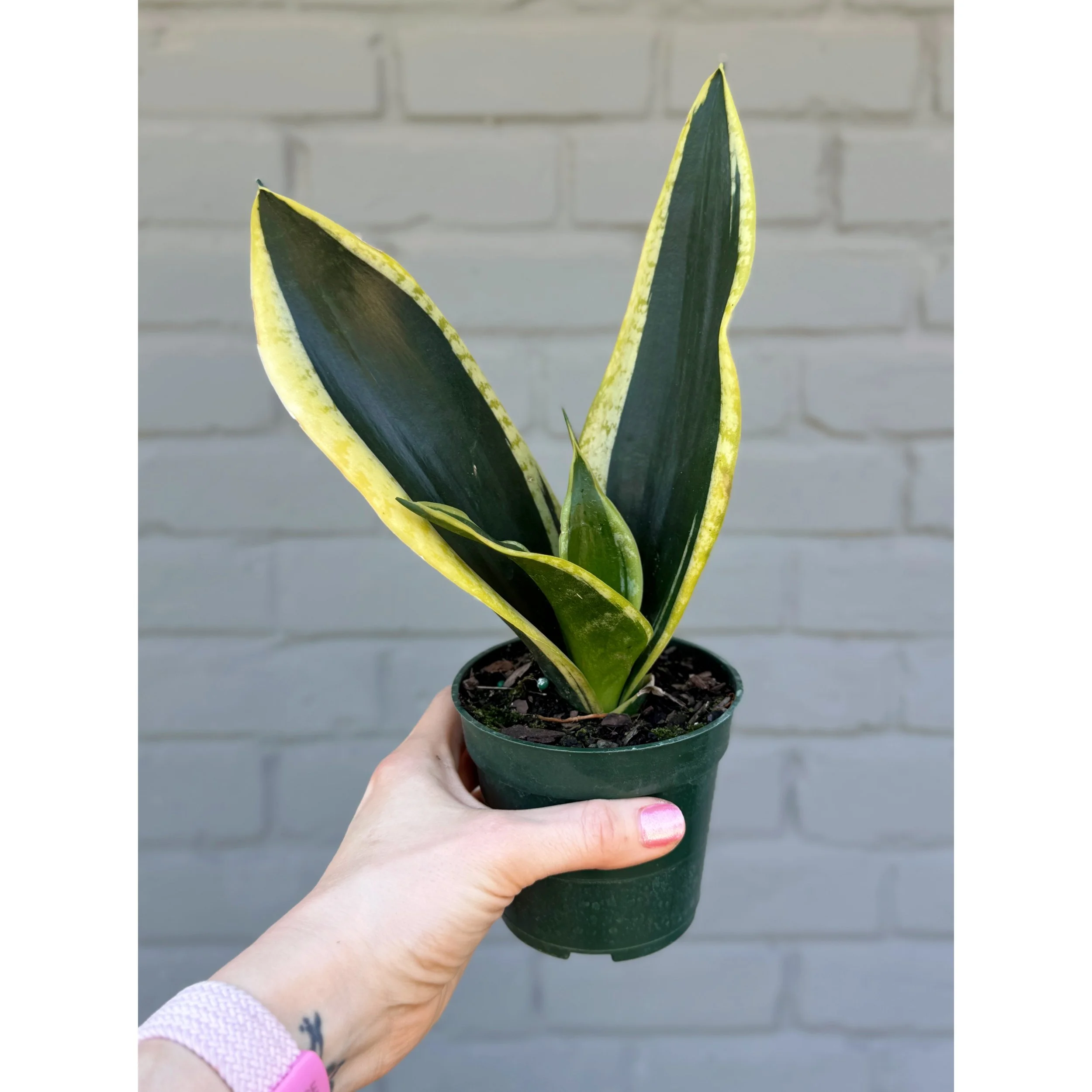 Sansevieria 'Black Gold'