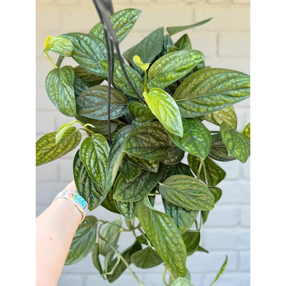 Monstera Karstenianum 'Peru' 8" HB  Stayin' Alive Succulents