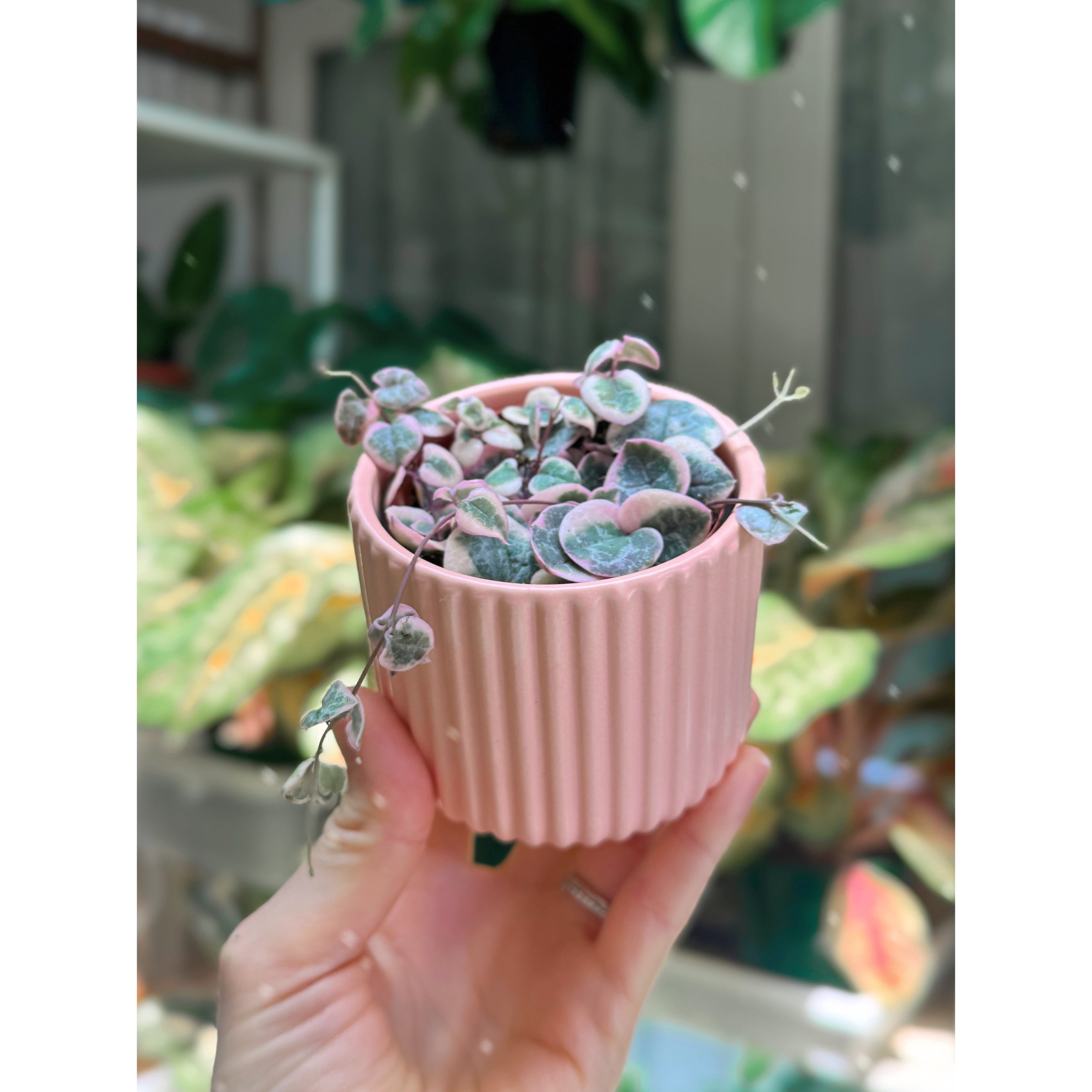 Ceropegia Woodii 'Variegated String of Hearts'  in Peachy Pink Fluted Pot