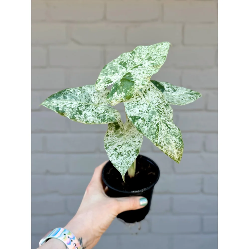 Alocasia Macrorrhiza Variegata 'Camoflague'  Stayin' Alive Succulents