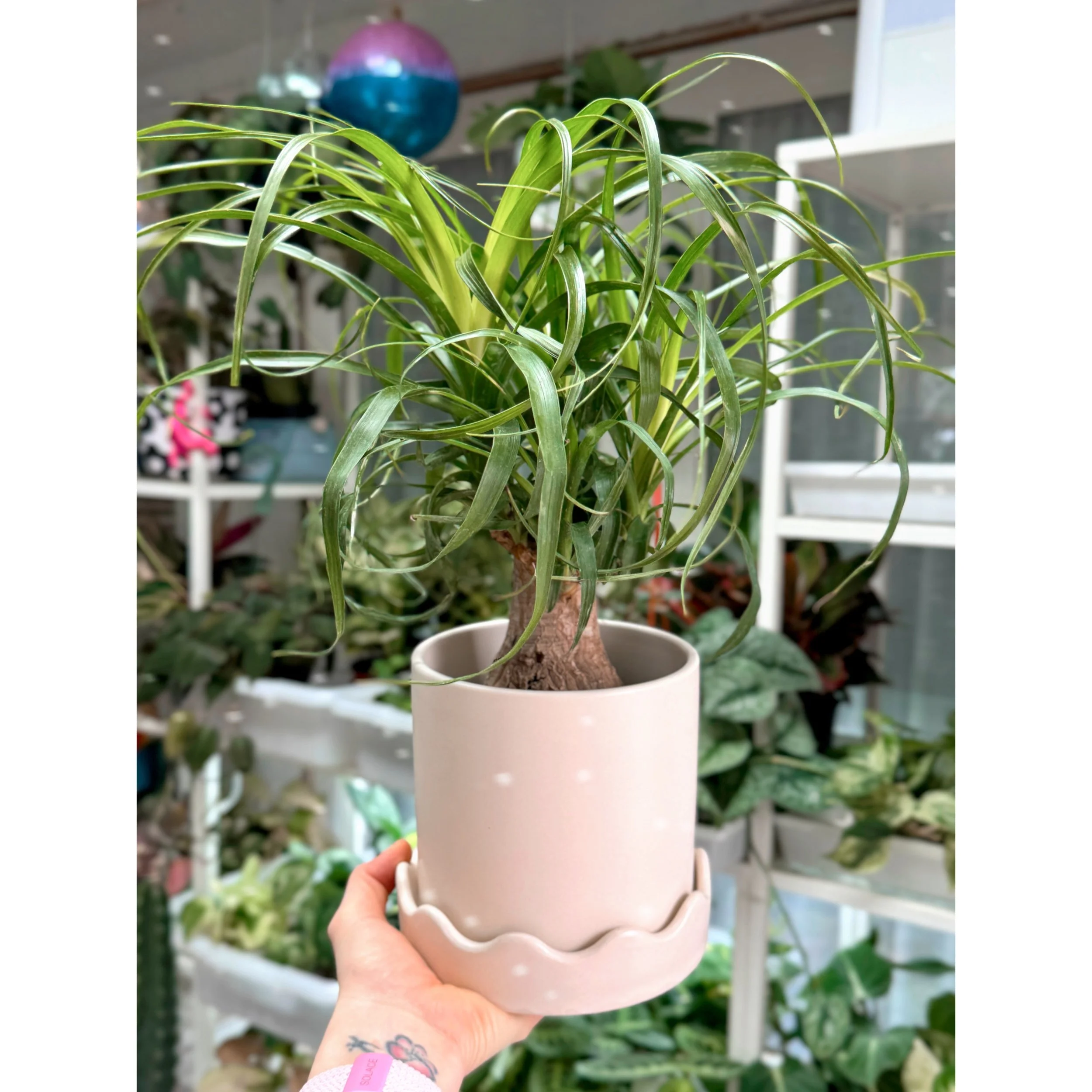 Beaucarnea Recurvata 'Ponytail Palm' with Scalloped White Planter