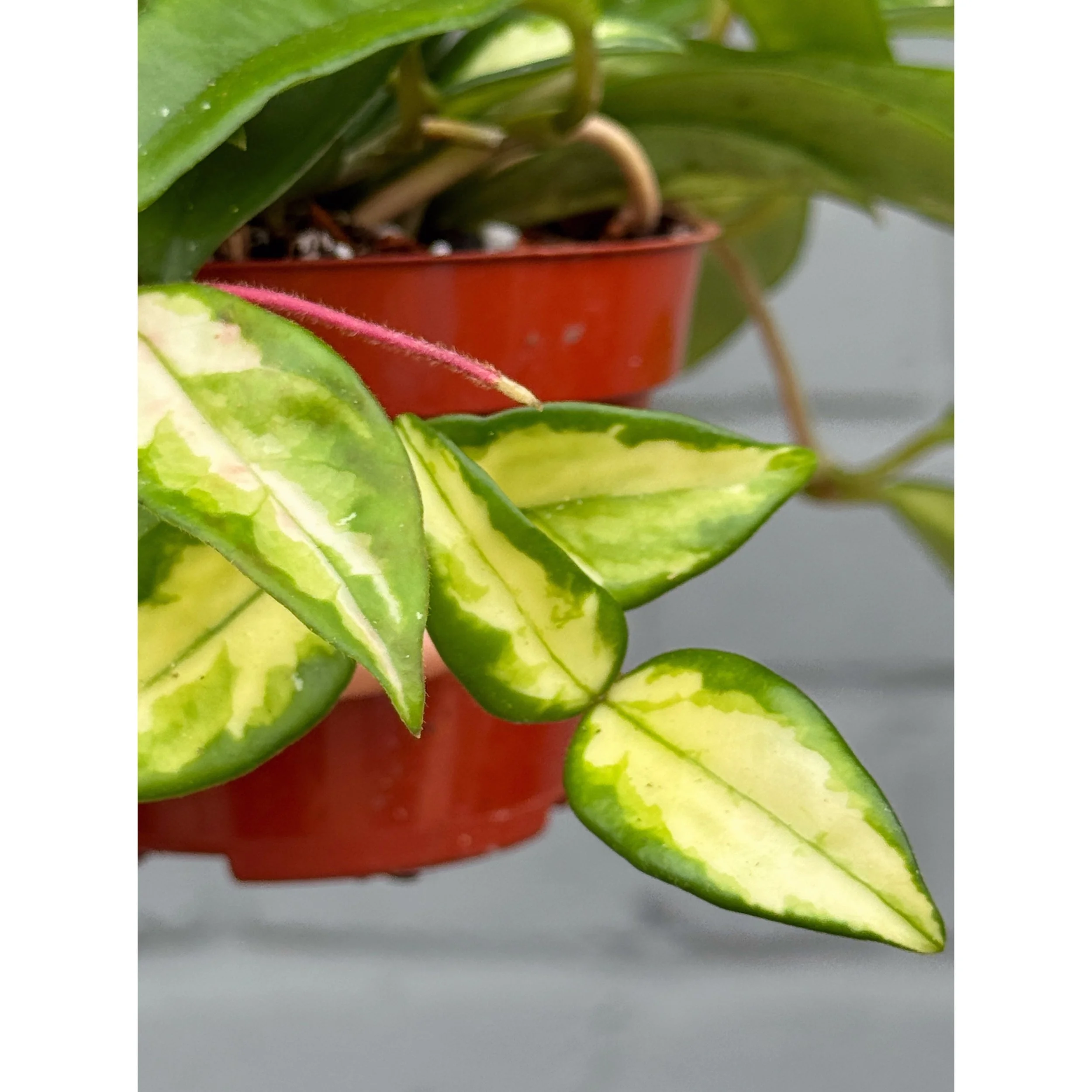 Hoya Carnosa Tricolor 'Krimson Princess'