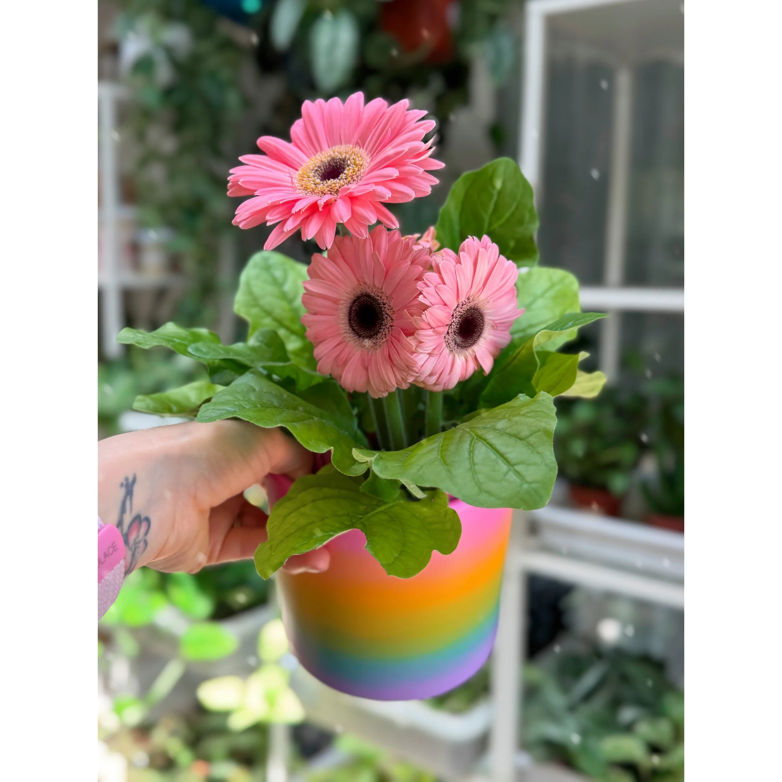 Gerbera Daisy Light Pink