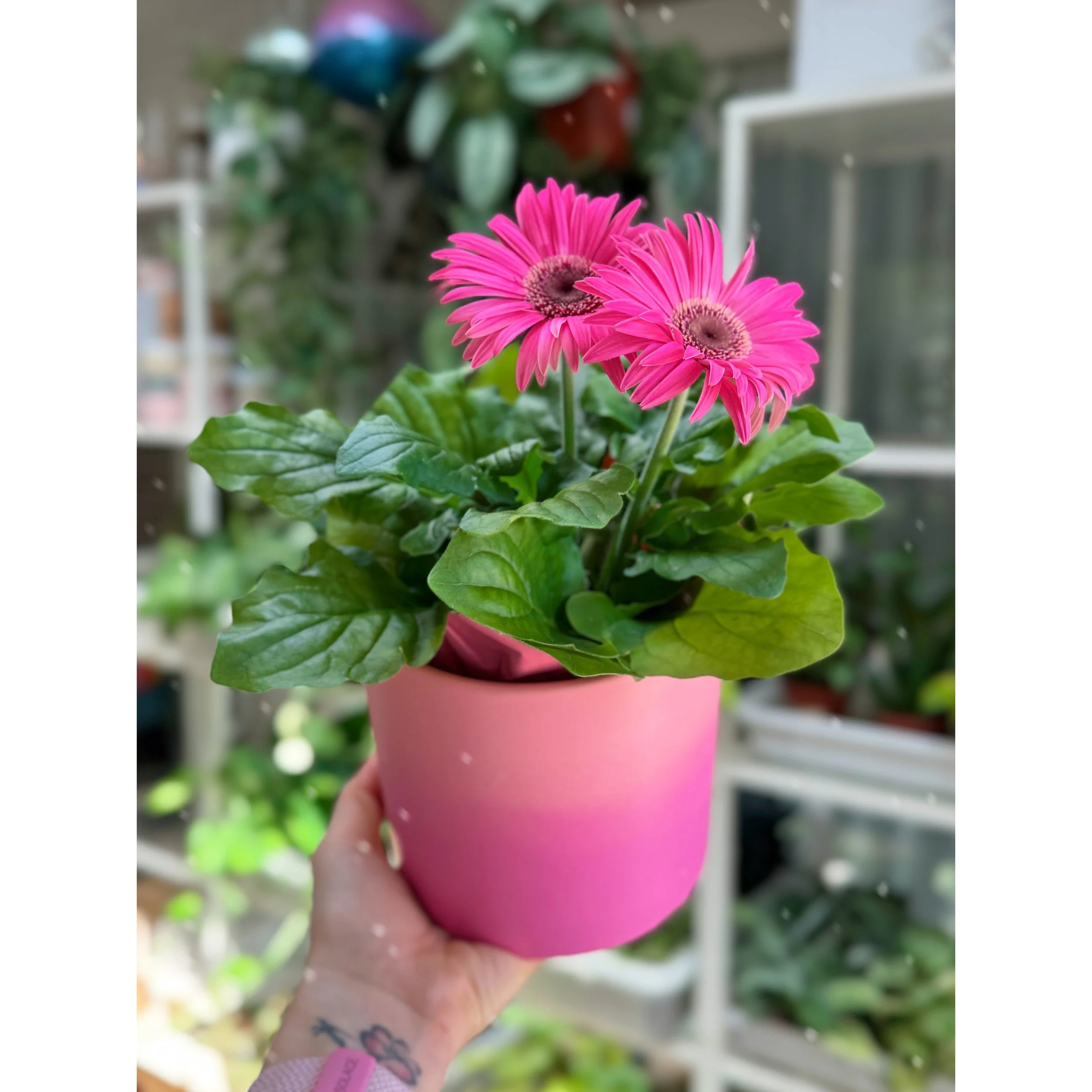 Gerbera Daisy Hot Pink