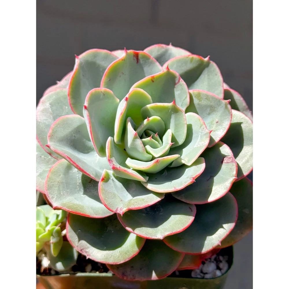 Echeveria 'Imbricata' Blue Rose 4"  Stayin' Alive Succulents