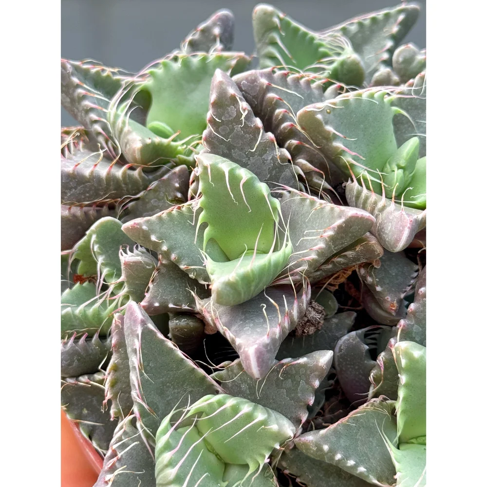 Faucaria Tigrina 'Tiger Jaws' 4" (Purple)  Stayin' Alive Succulents