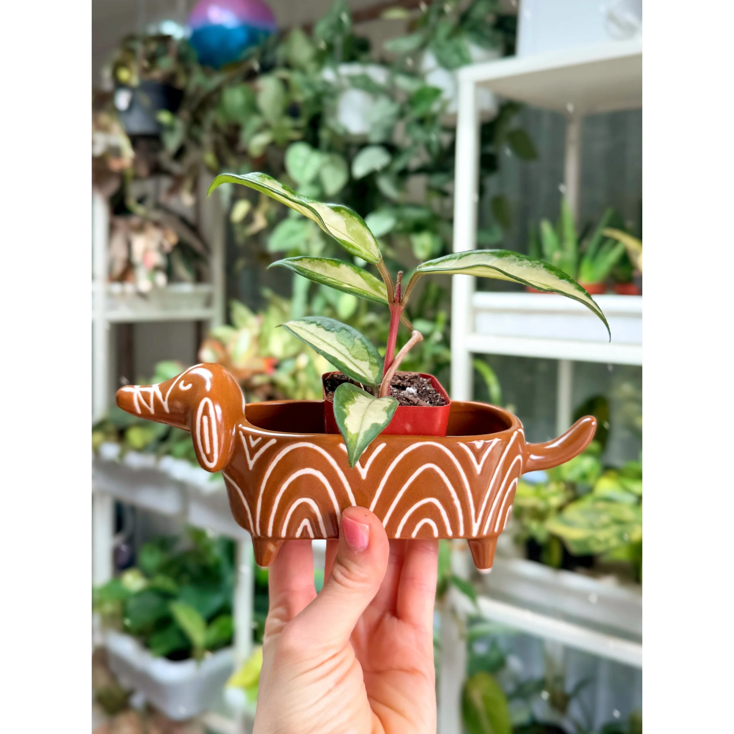 Hoya Carnosa Tricolor 'Krimson Princess'  in Puppy Love Pot