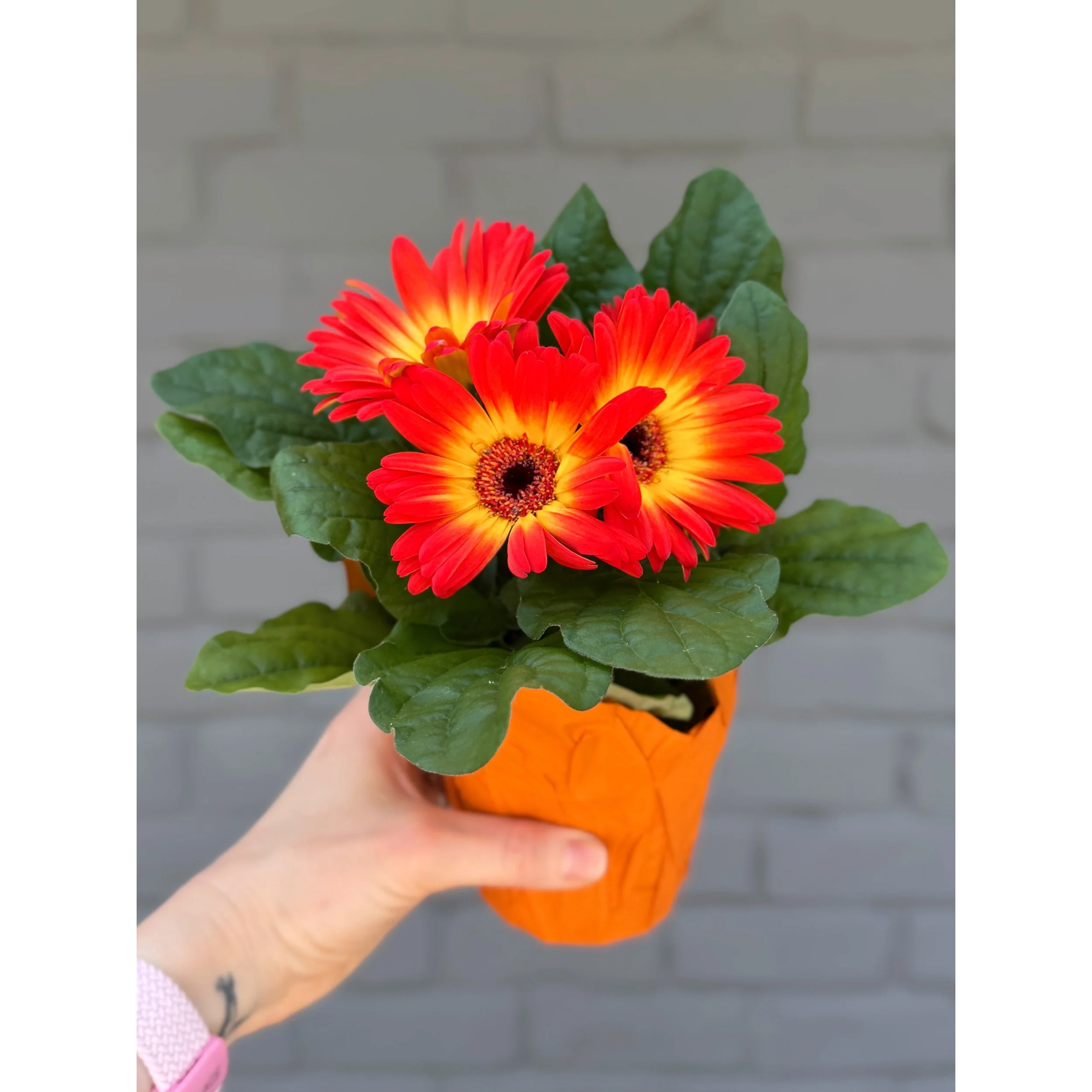 Gerbera Daisy Orange