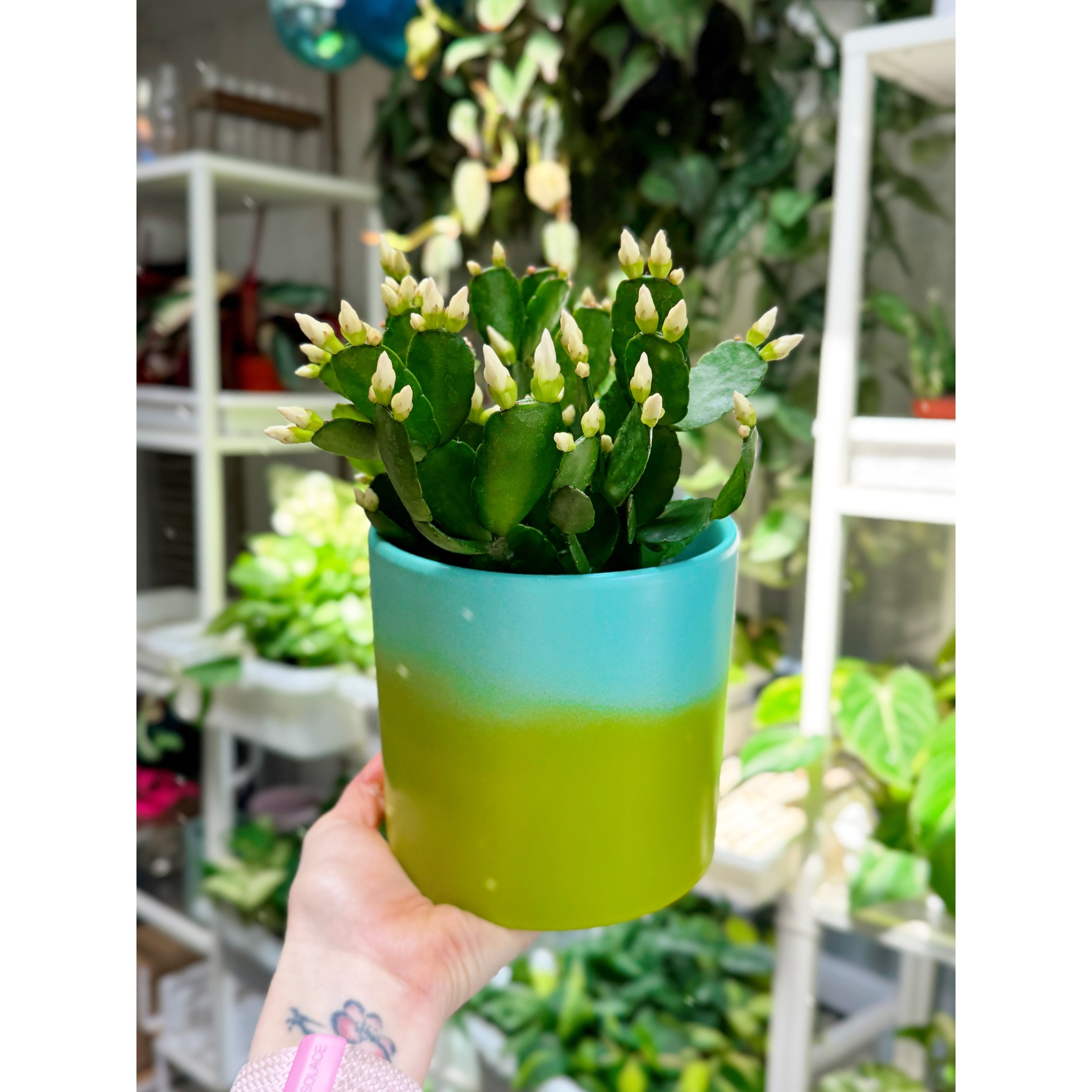 Spring Cactus - Creamy White with Mint to Lime Ombre Pot
