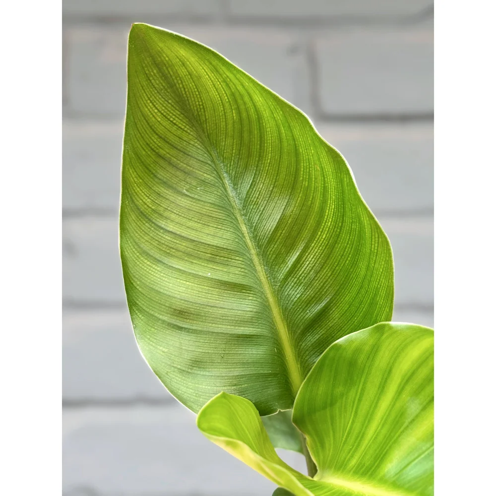 Bird of Paradise 4