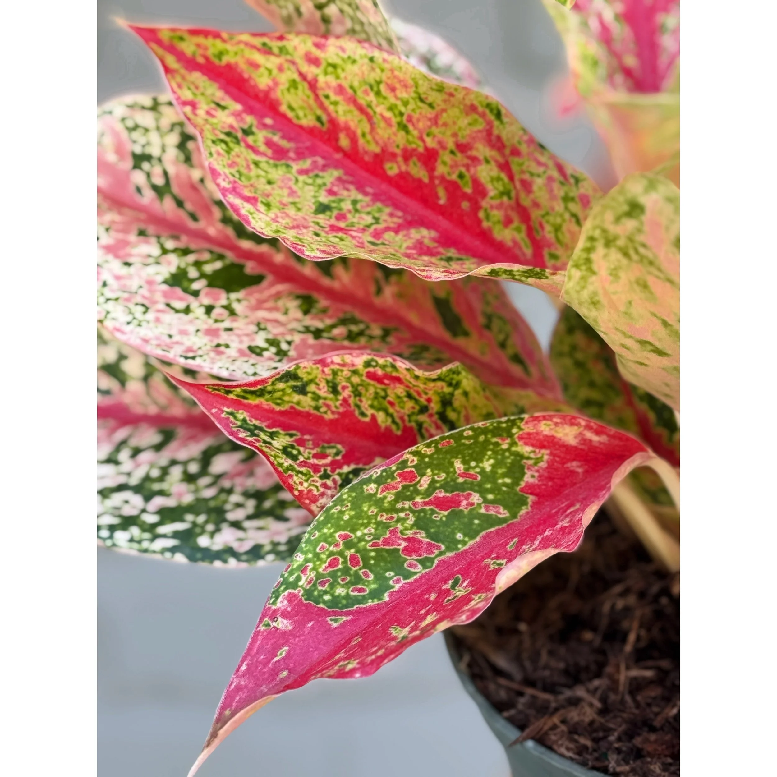 Aglaonema Hybrid 'Shining Star'