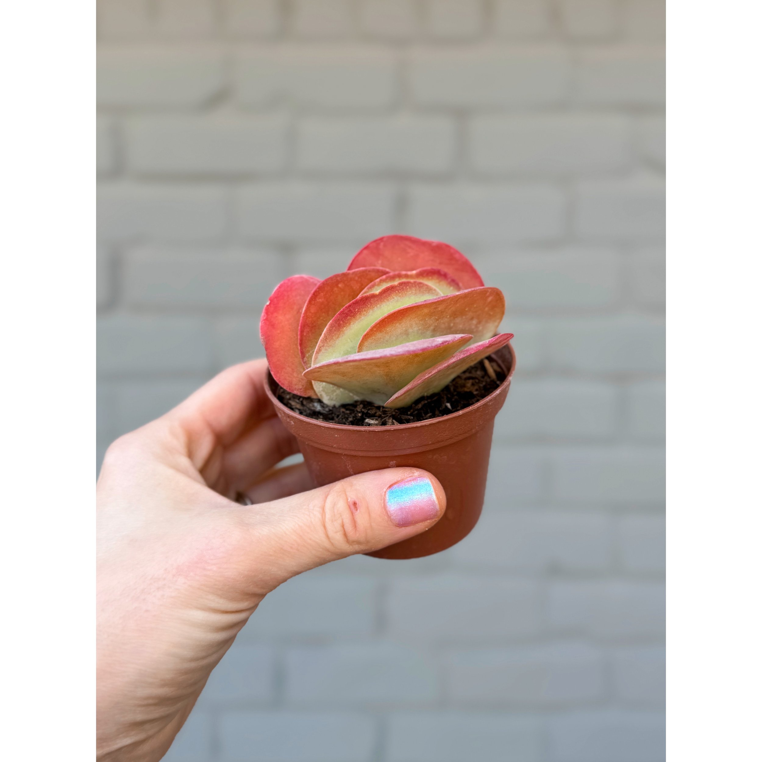 Kalanchoe Luciae 'Flapjack' 3"