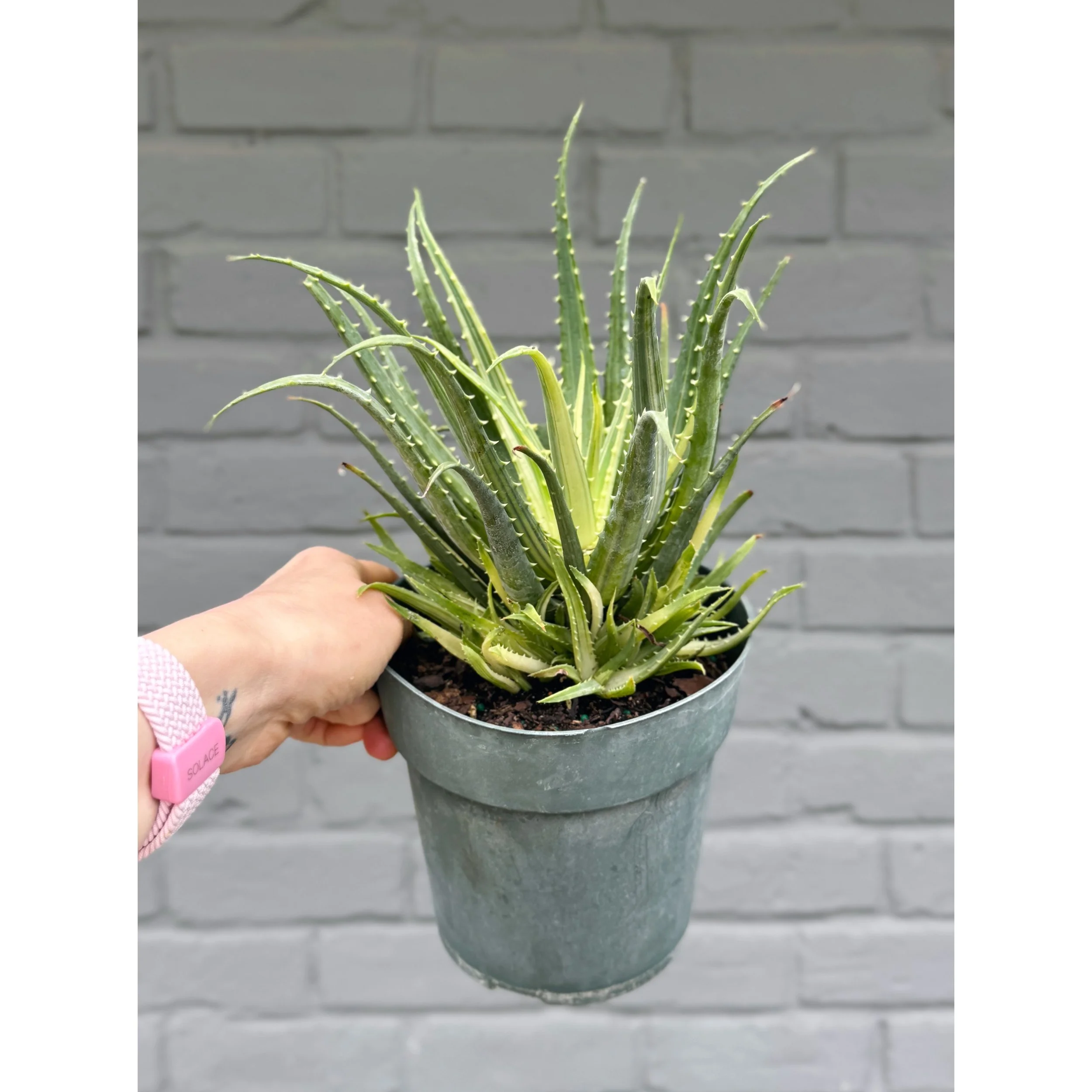 Aloe Arborescens Variegata 'Candelabra'