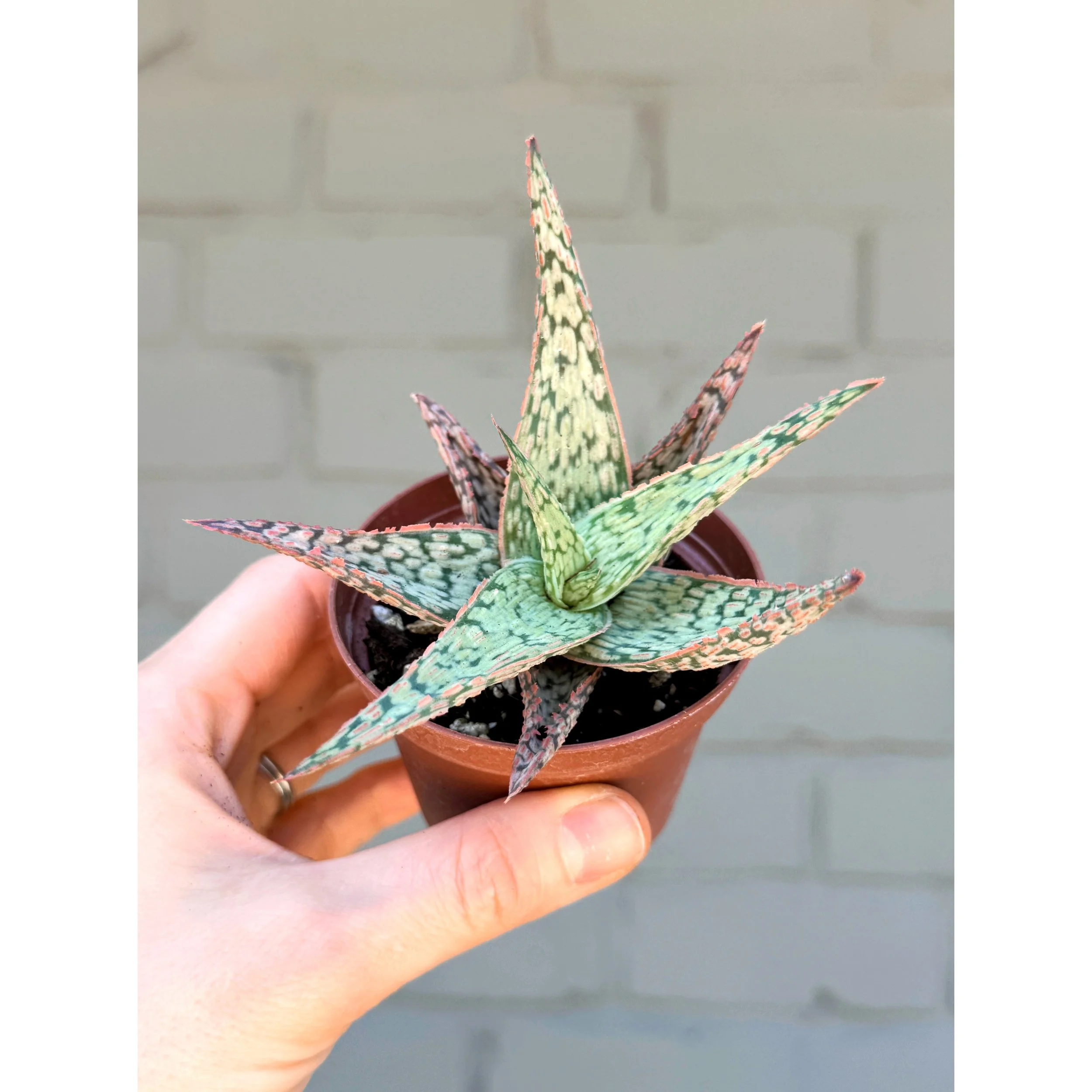 Aloe Hybrid 'Pink Blush'